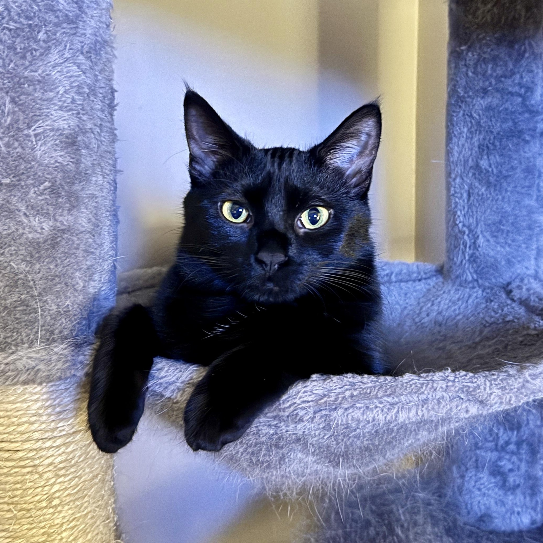 Enlarge Sable & Whitney, an adopted Domestic Short Hair in Blaine, MN image 5/5