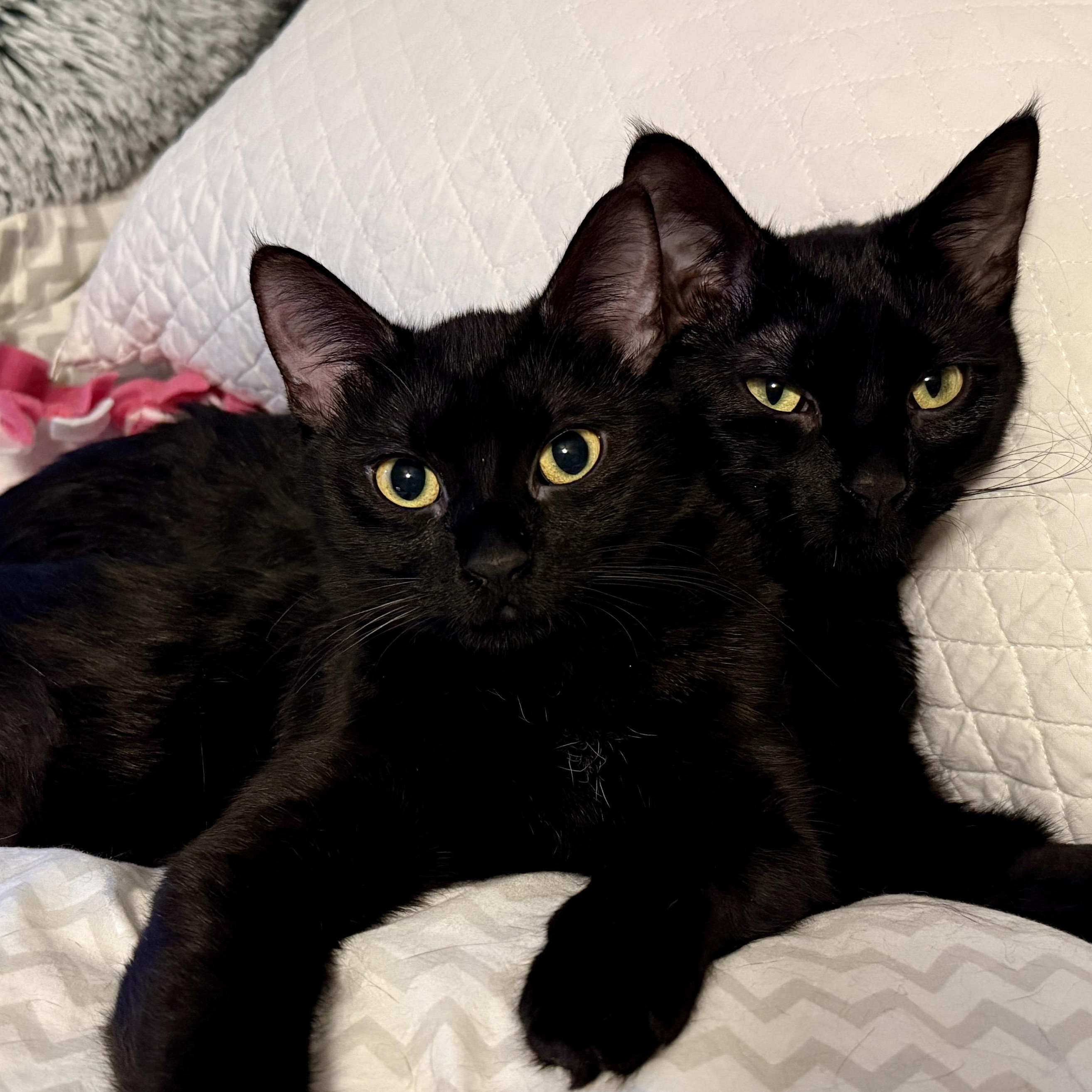 Sable & Whitney, adopted, Young Female Domestic Short Hair.