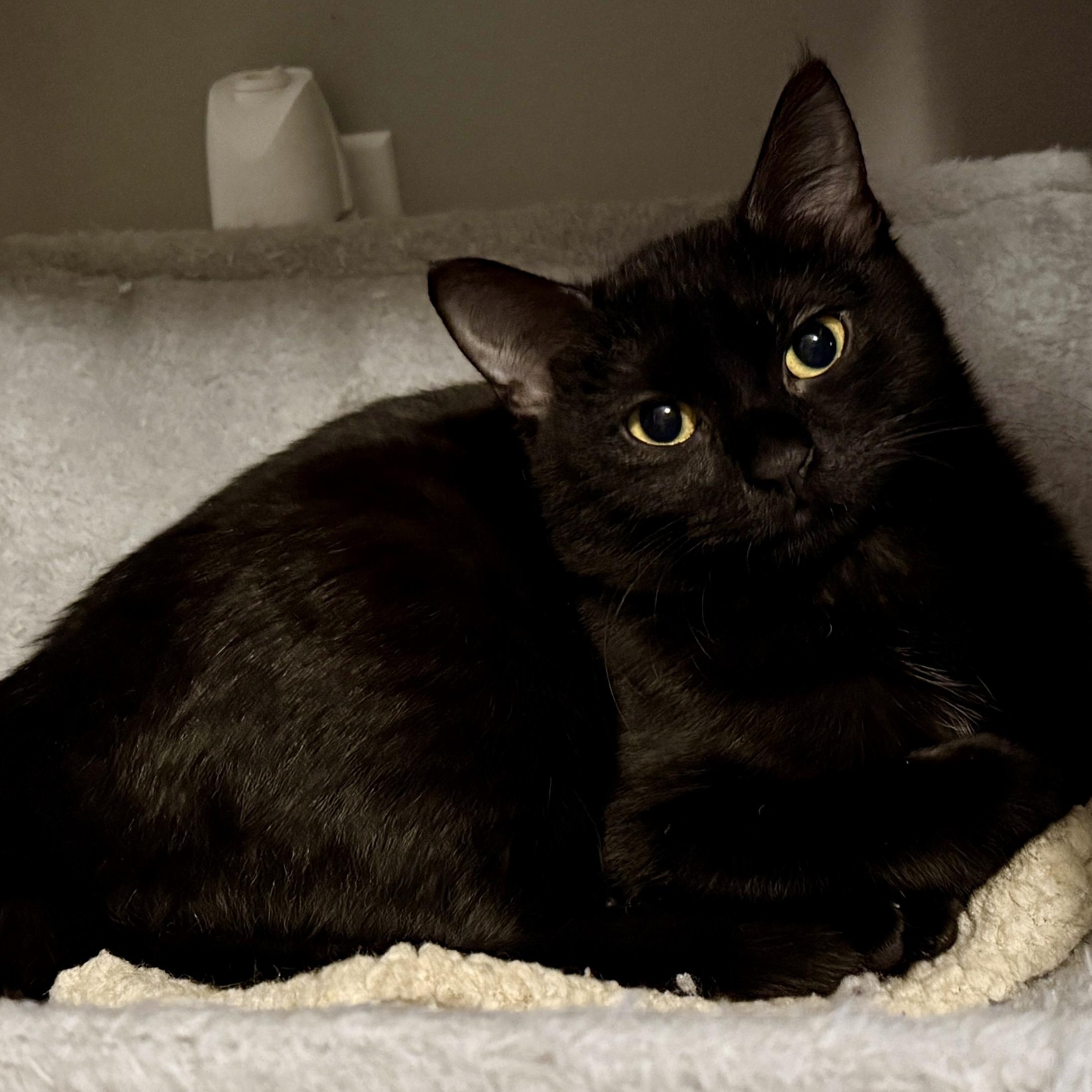 Enlarge Sable & Whitney, an adopted Domestic Short Hair in Blaine, MN image 4/5