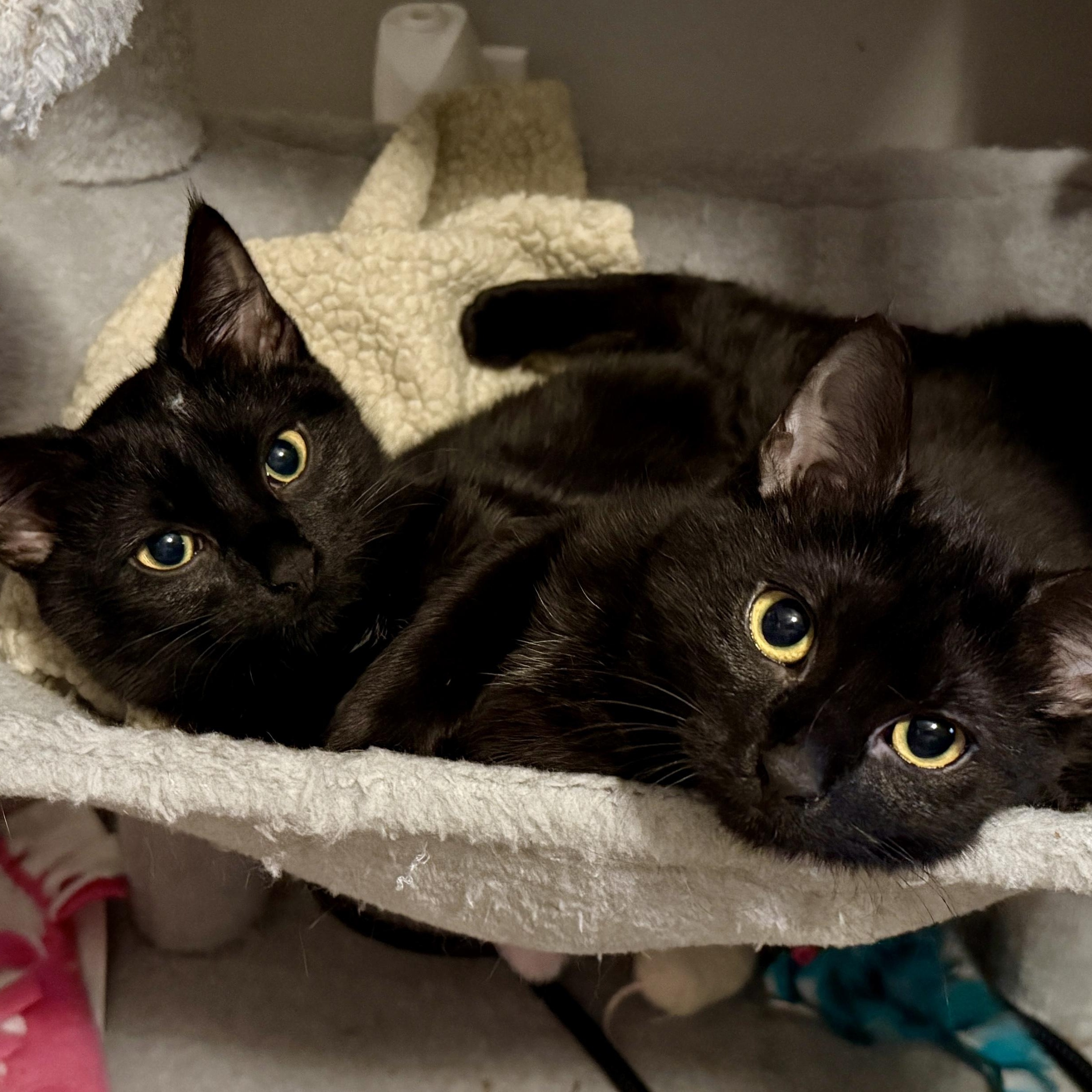 Enlarge Sable & Whitney, an adopted Domestic Short Hair in Blaine, MN image 2/5