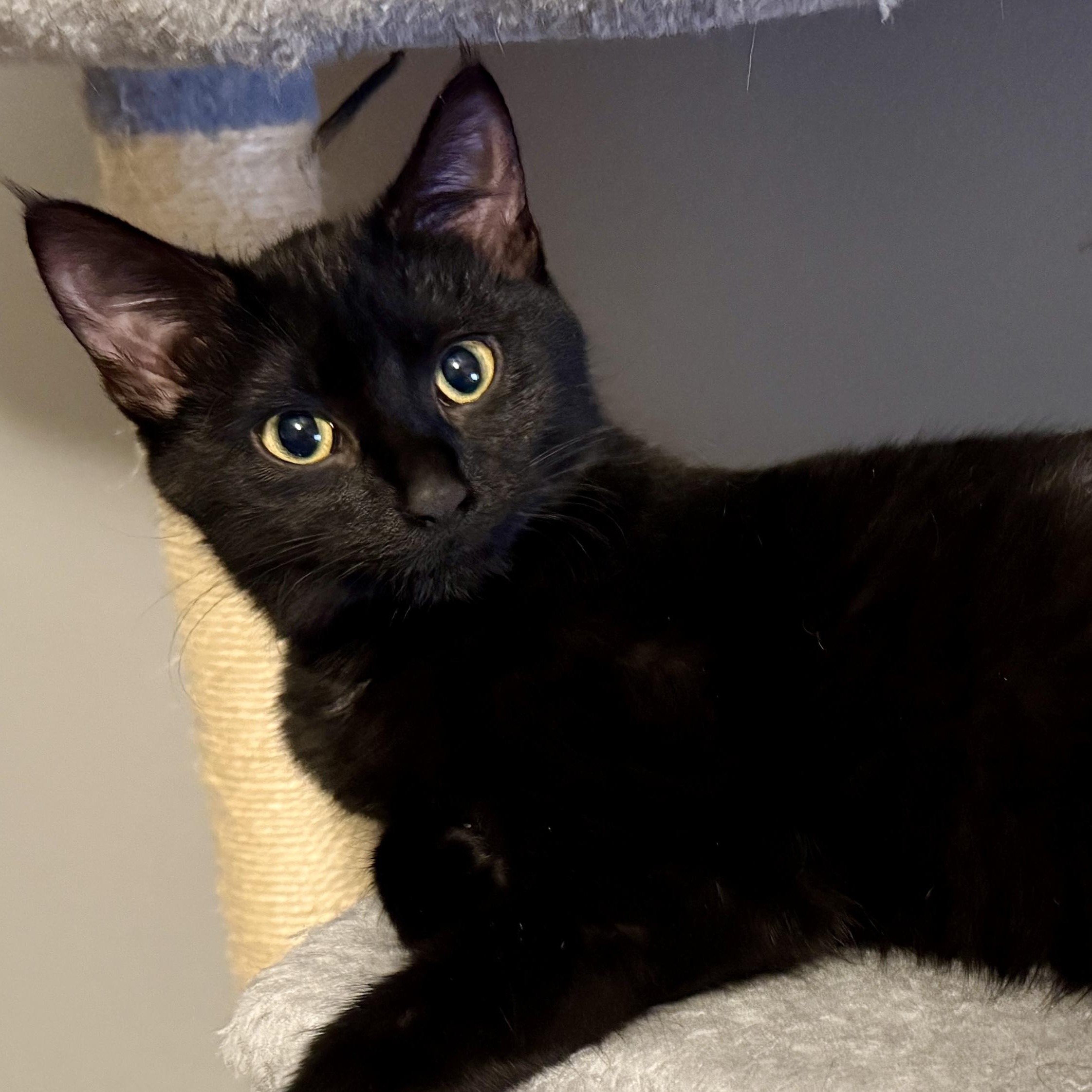 Enlarge Sable & Whitney, an adopted Domestic Short Hair in Blaine, MN image 3/5