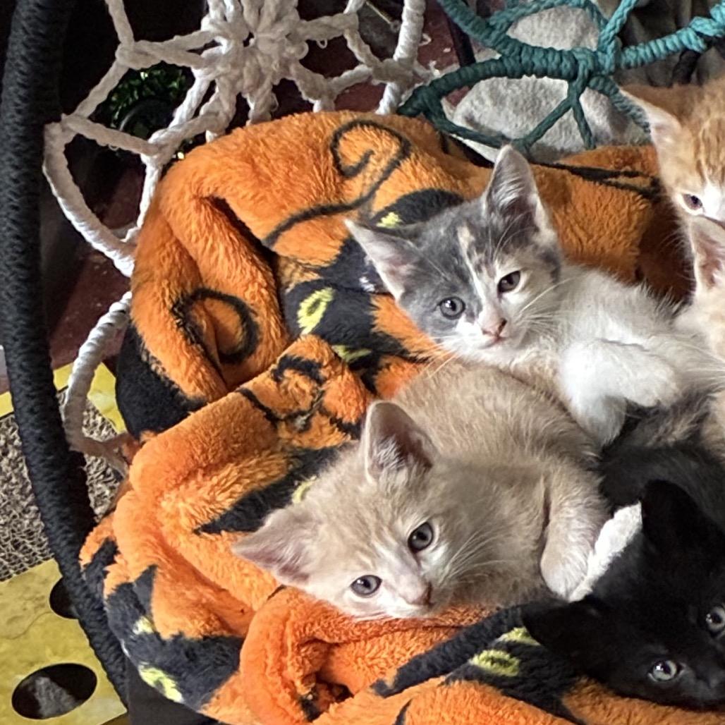 Crinkles, Adoptable, Young Male Domestic Short Hair.