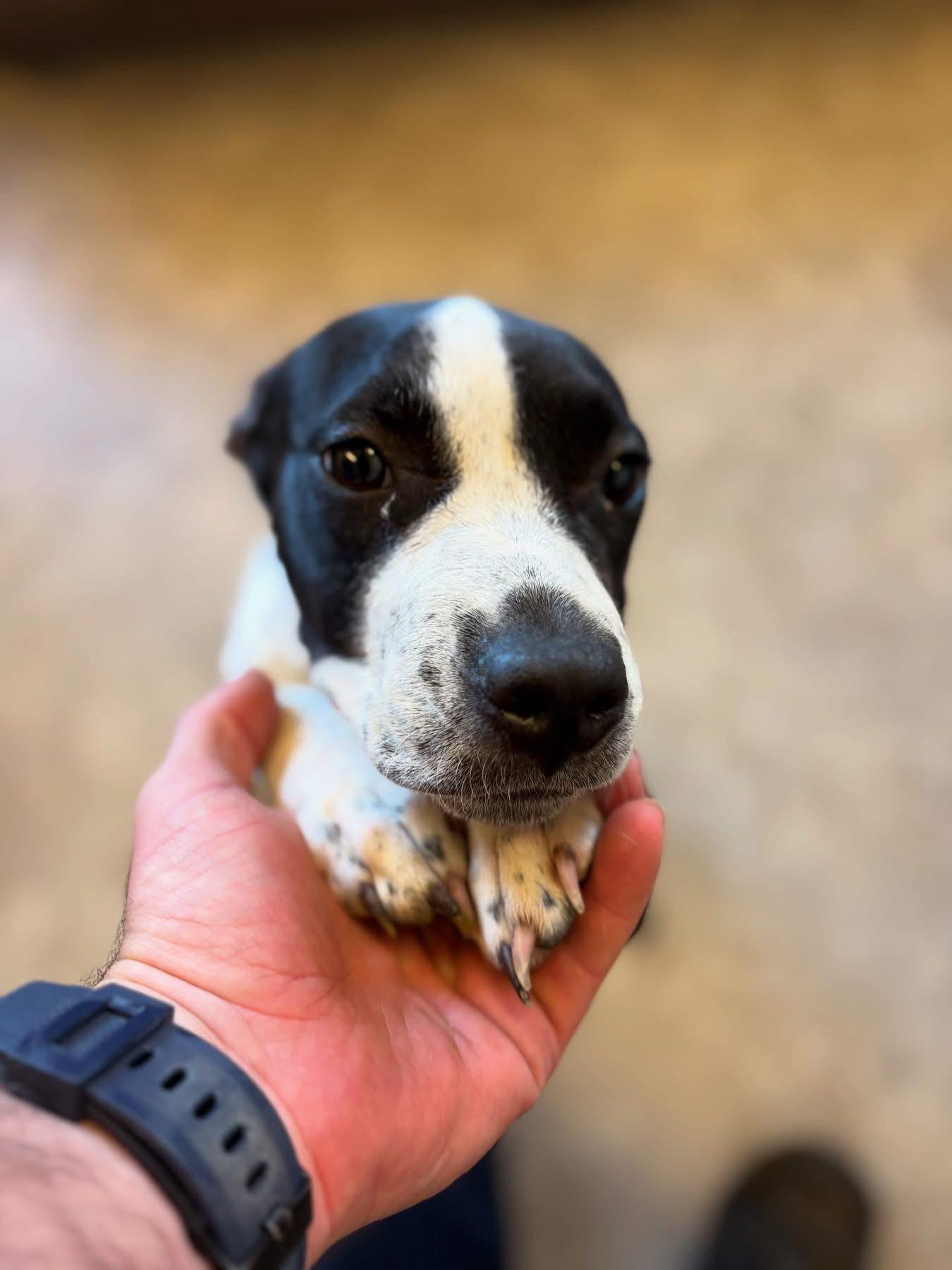 Lucy, a Adopted mixed breed in Millersburg, OH image 1/3