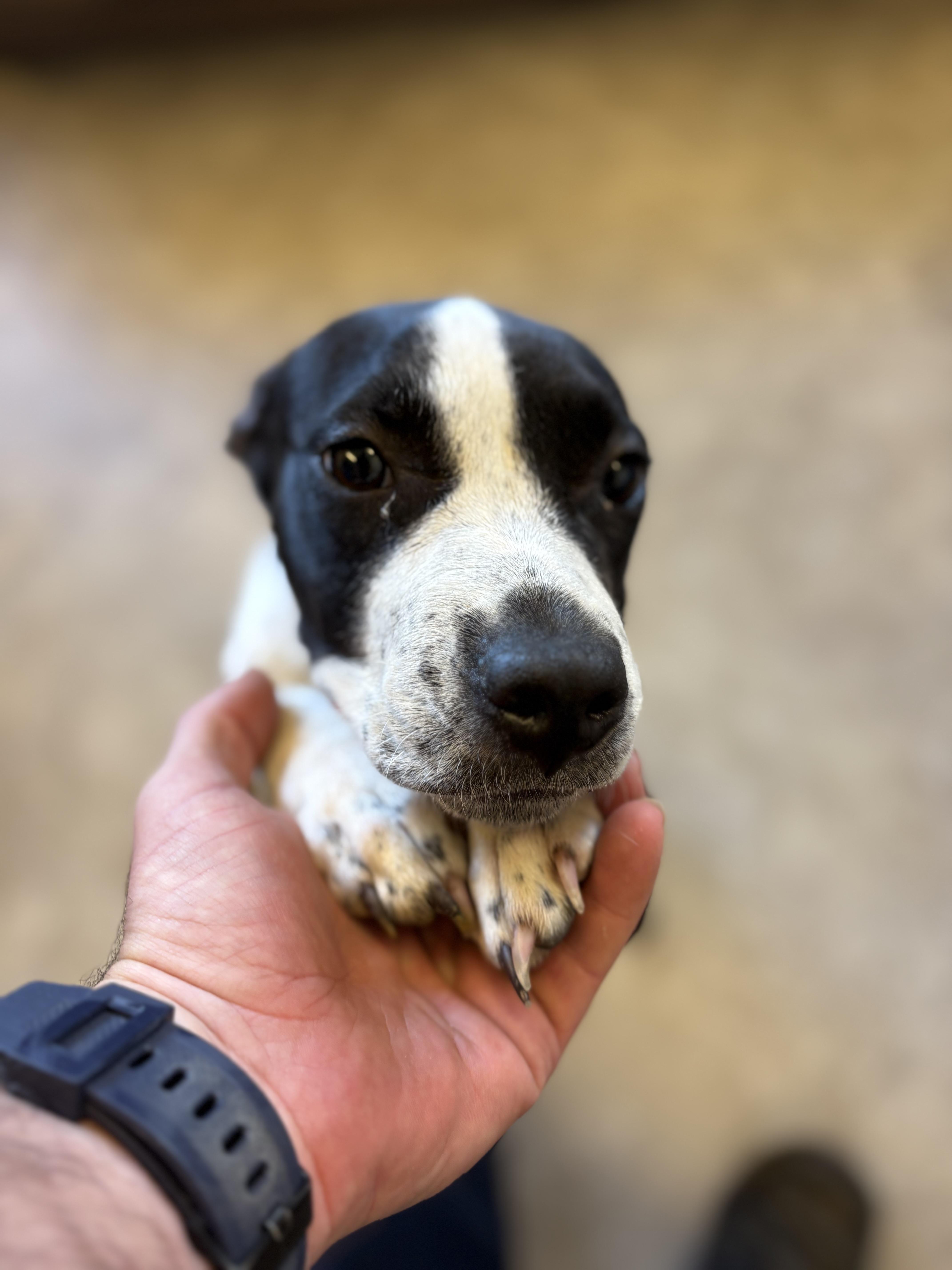 Lucy, a Adopted mixed breed in Millersburg, OH image 2/3