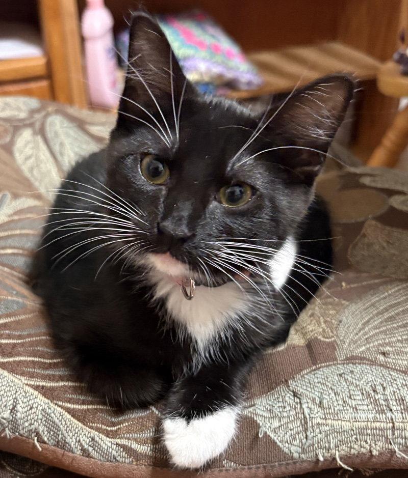 Suzy Q, Adoptable, Kitten Female Domestic Short Hair.
