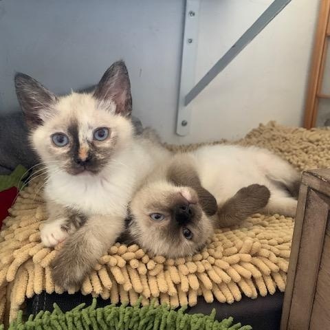 Dumpling & Gyoza (Bonded Sisters) Siamese Cat