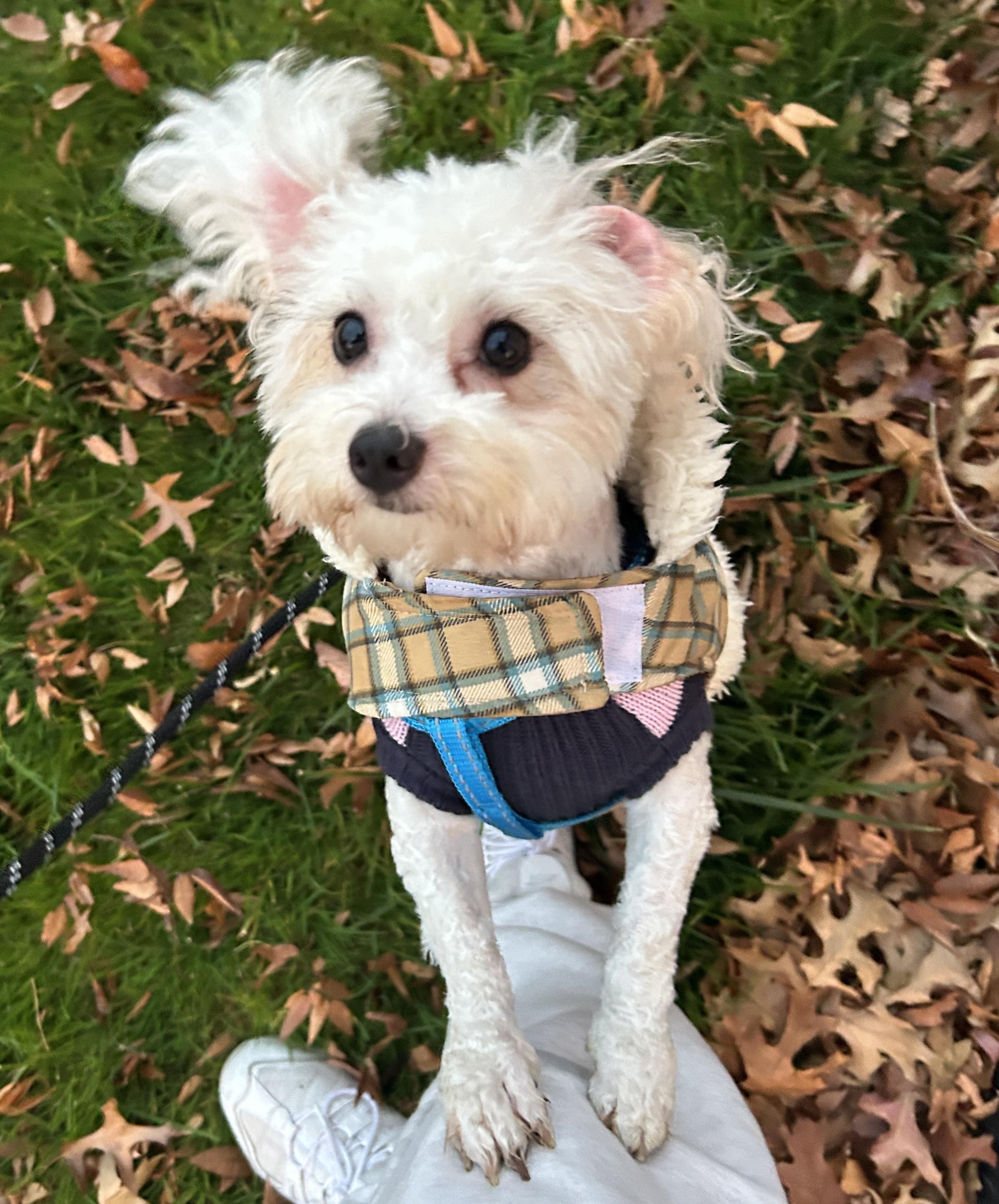 Enlarge Stevie, a ADOPTABLE mixed breed in New York, NY image 2/5