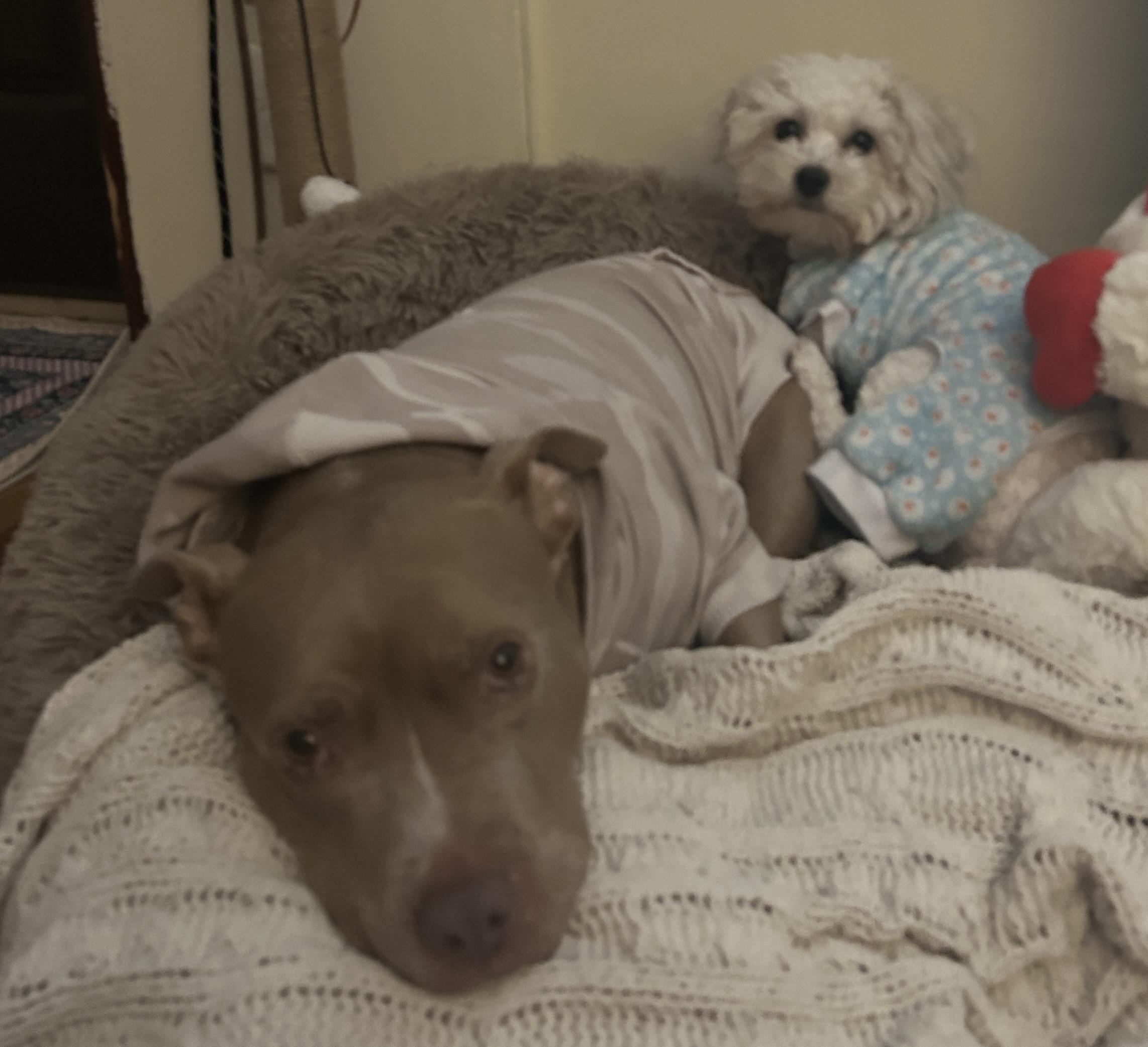 Enlarge Stevie, a ADOPTABLE mixed breed in New York, NY image 5/5