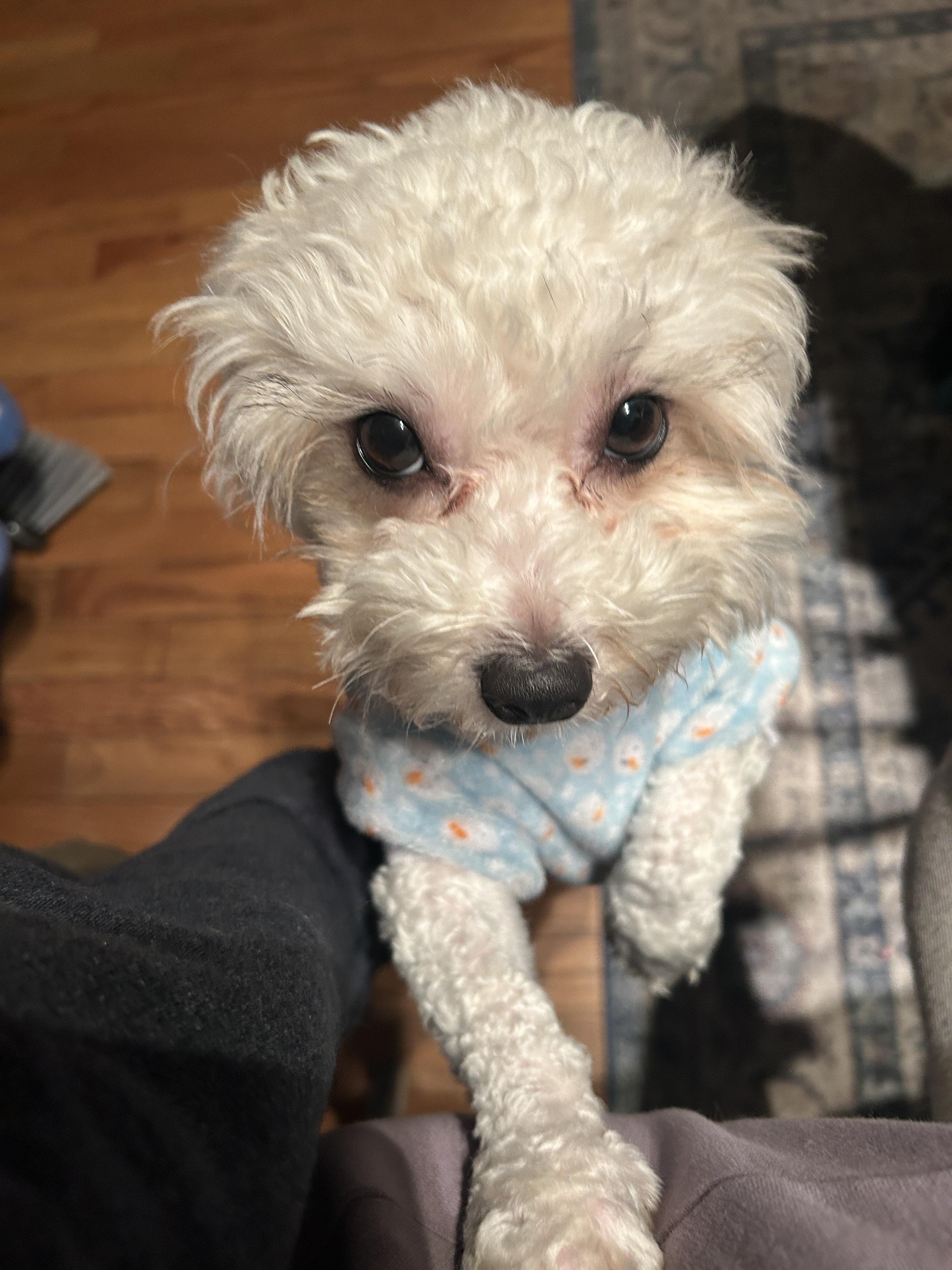 Stevie, ADOPTABLE, Young Male Maltese & Poodle (Toy).