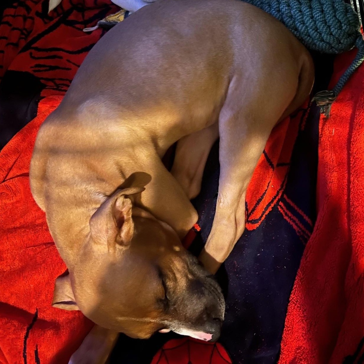 Tommy 60251796, a ADOPTABLE Hound in Harvey , LA image 3/4