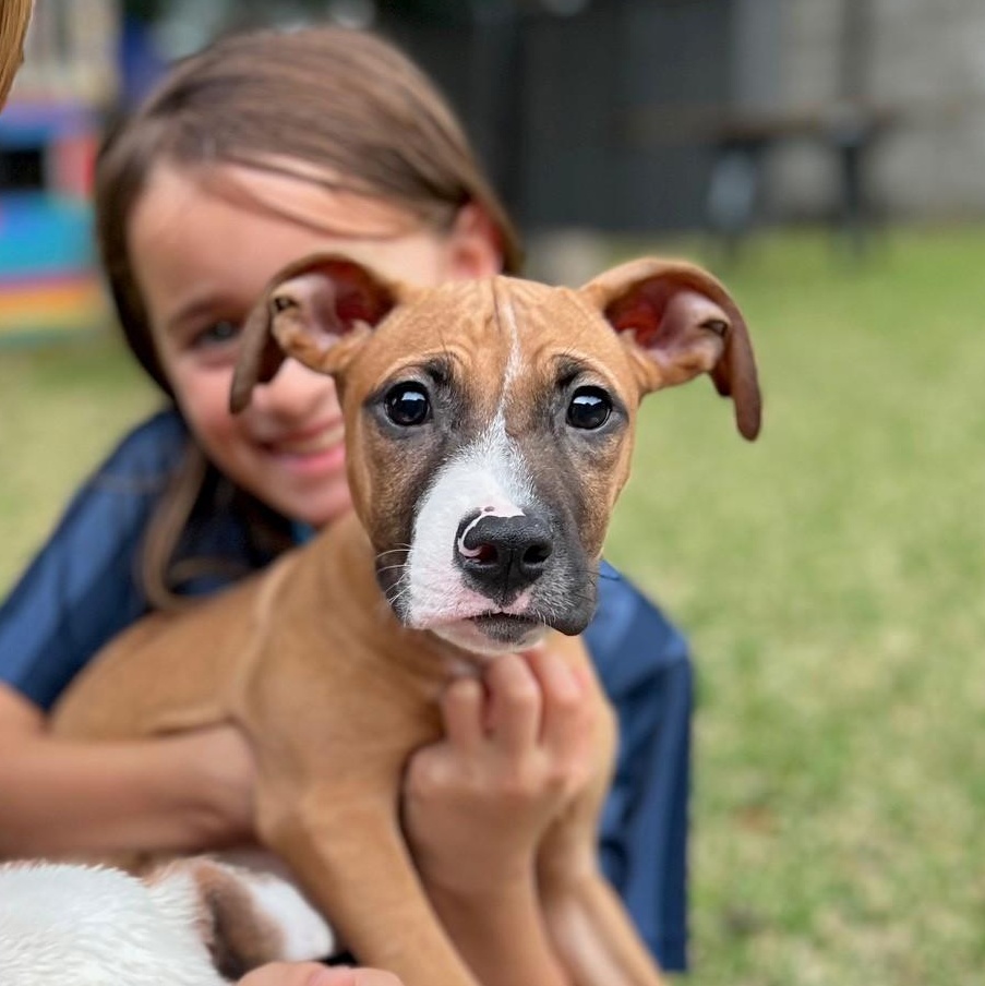 Tommy 60251796, ADOPTABLE, Puppy Male Hound.