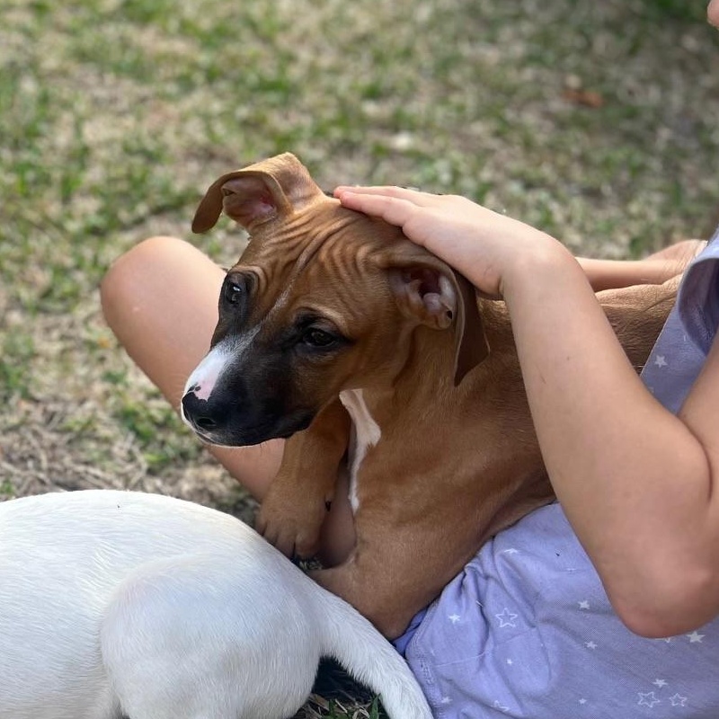 Tommy 60251796, a ADOPTABLE Hound in Harvey , LA image 4/4