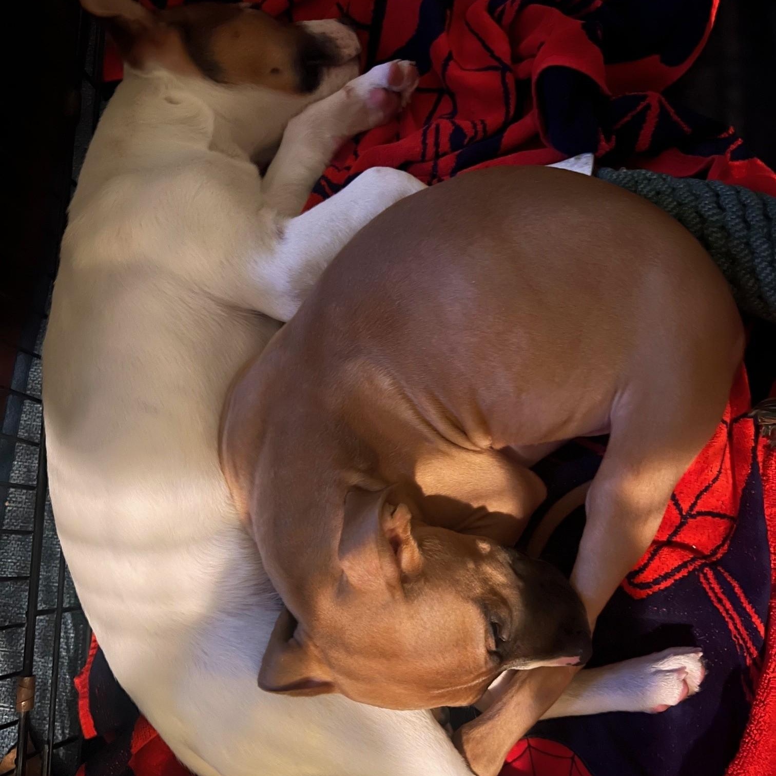 Tommy 60251796, a ADOPTABLE Hound in Harvey , LA image 2/4