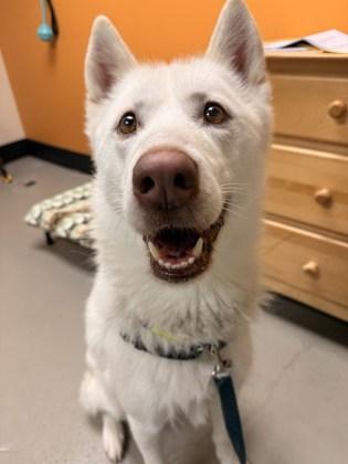 Enlarge Reishi, a ADOPTABLE mixed breed in Bellingham, WA image 1/1