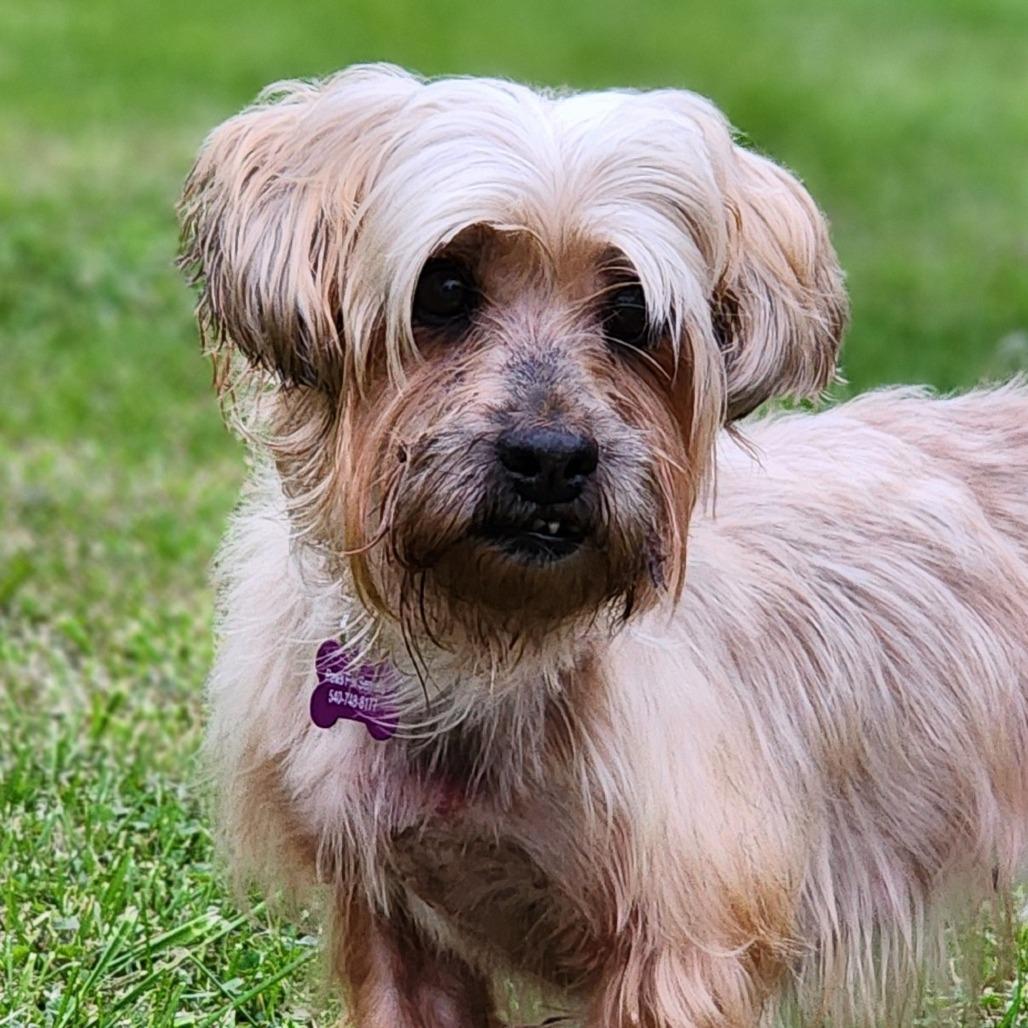 Enlarge Clementine, a Adopted mixed breed in Toms Brook, VA image 1/1