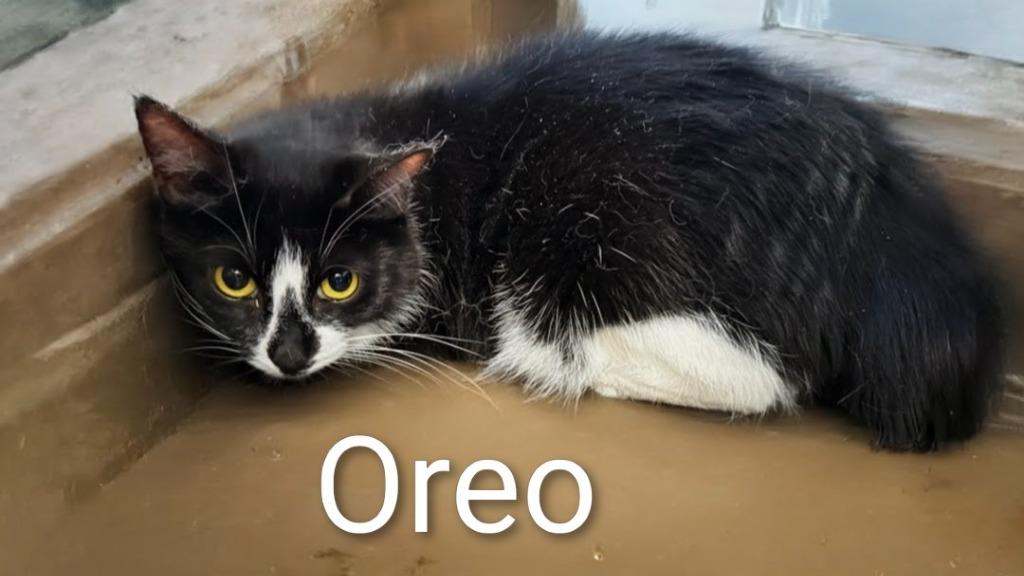Oreo, Adoptable, Adult Female Domestic Medium Hair.