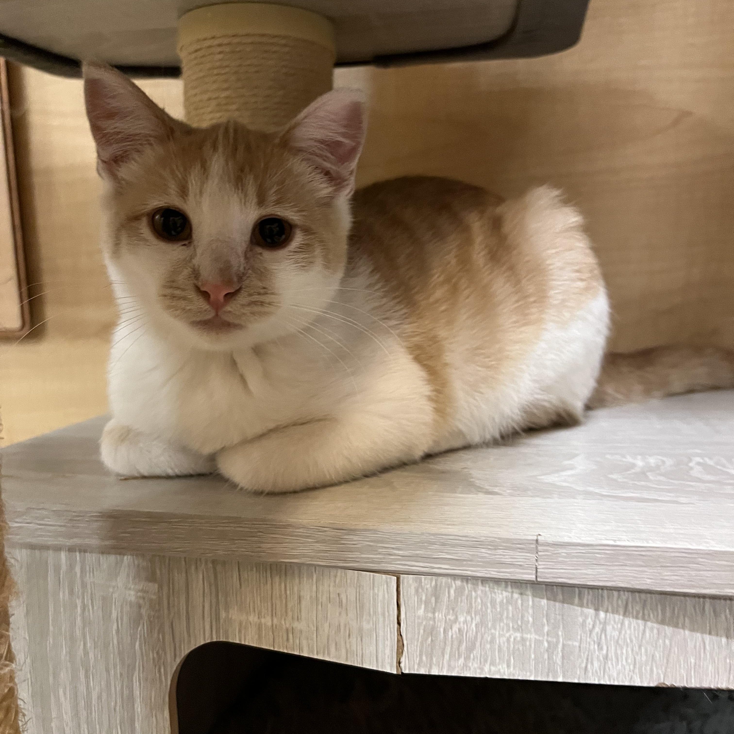 Enlarge Coco, an adopted Domestic Short Hair in Tustin, CA image 1/4