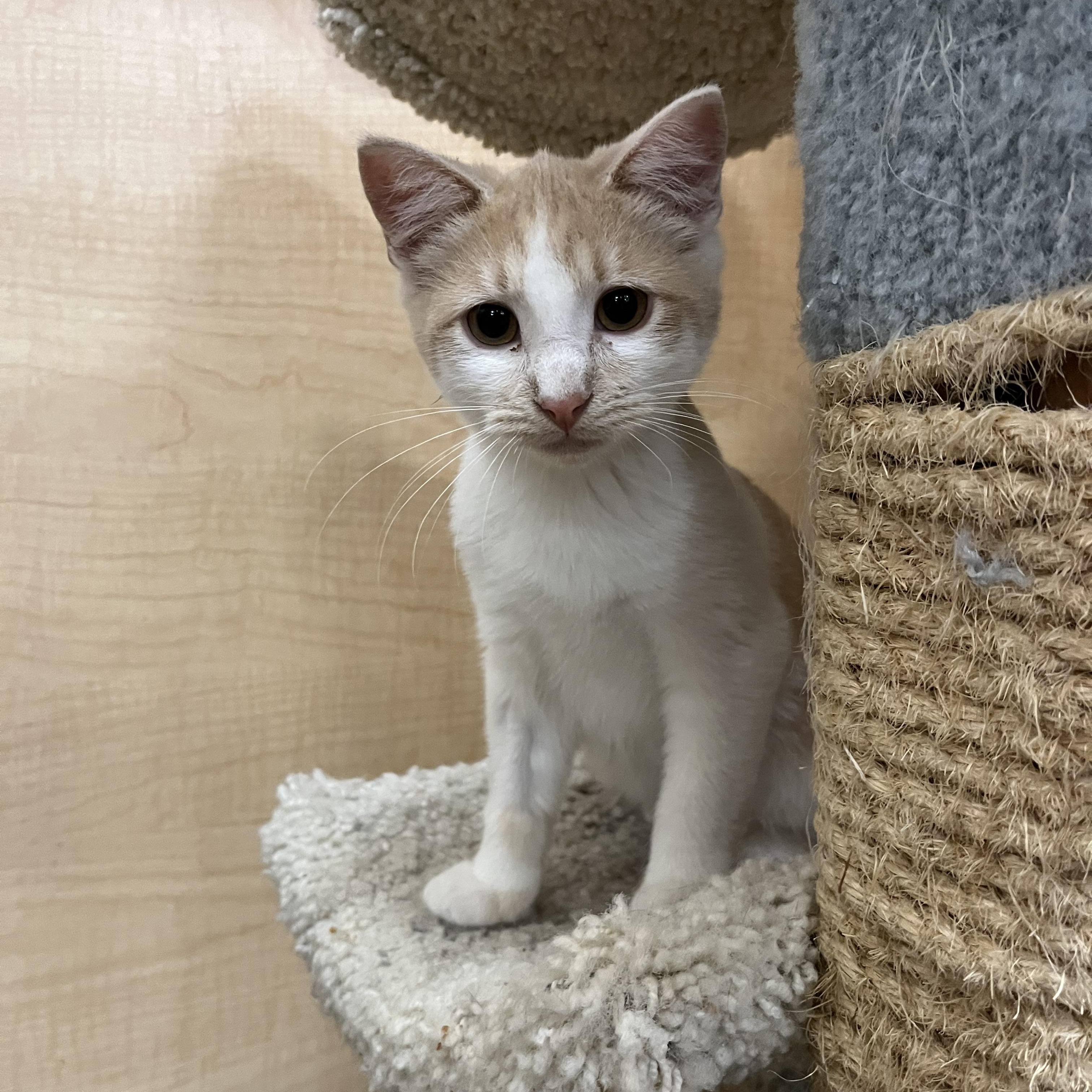 Enlarge Coco, an adopted Domestic Short Hair in Tustin, CA image 2/4