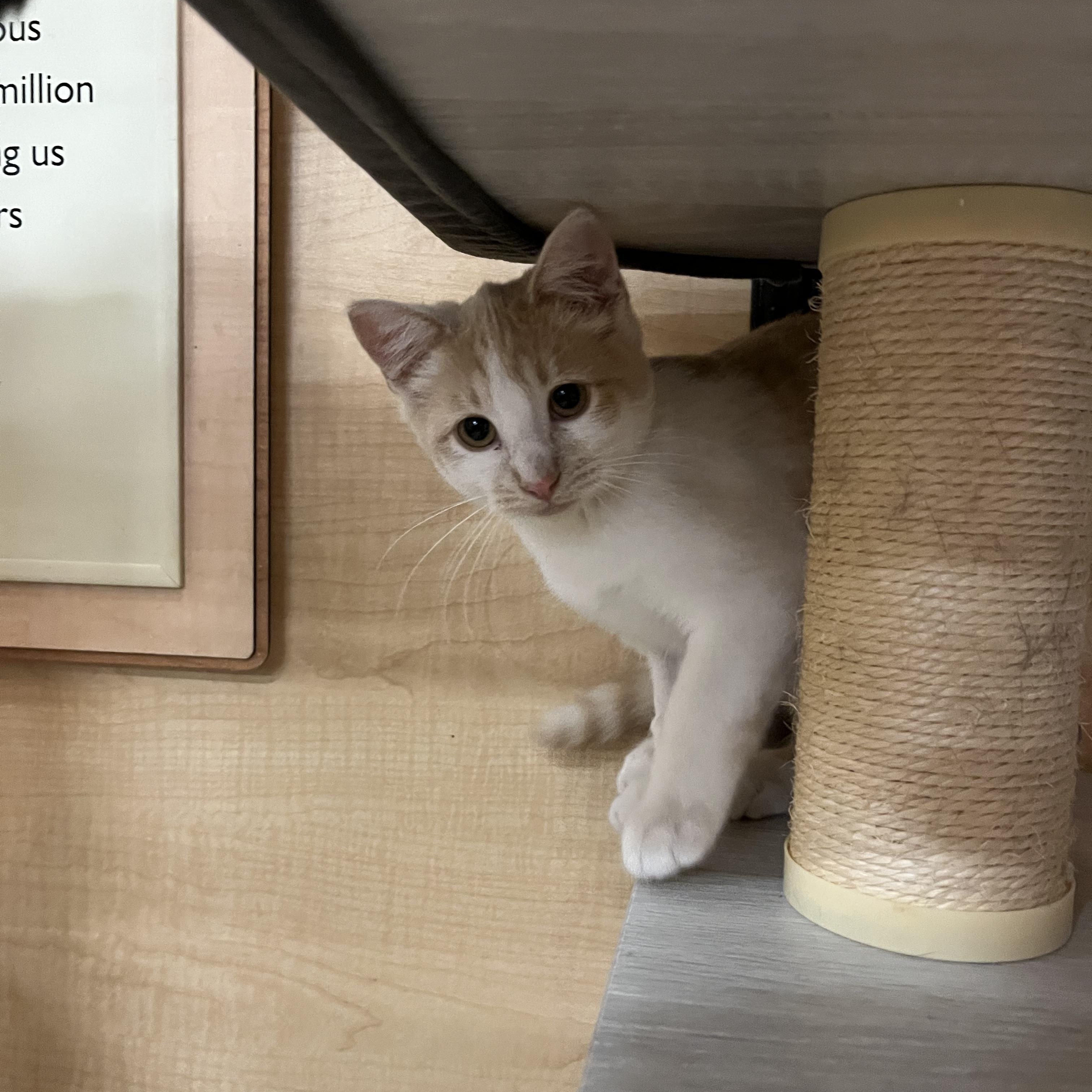 Enlarge Coco, an adopted Domestic Short Hair in Tustin, CA image 3/4