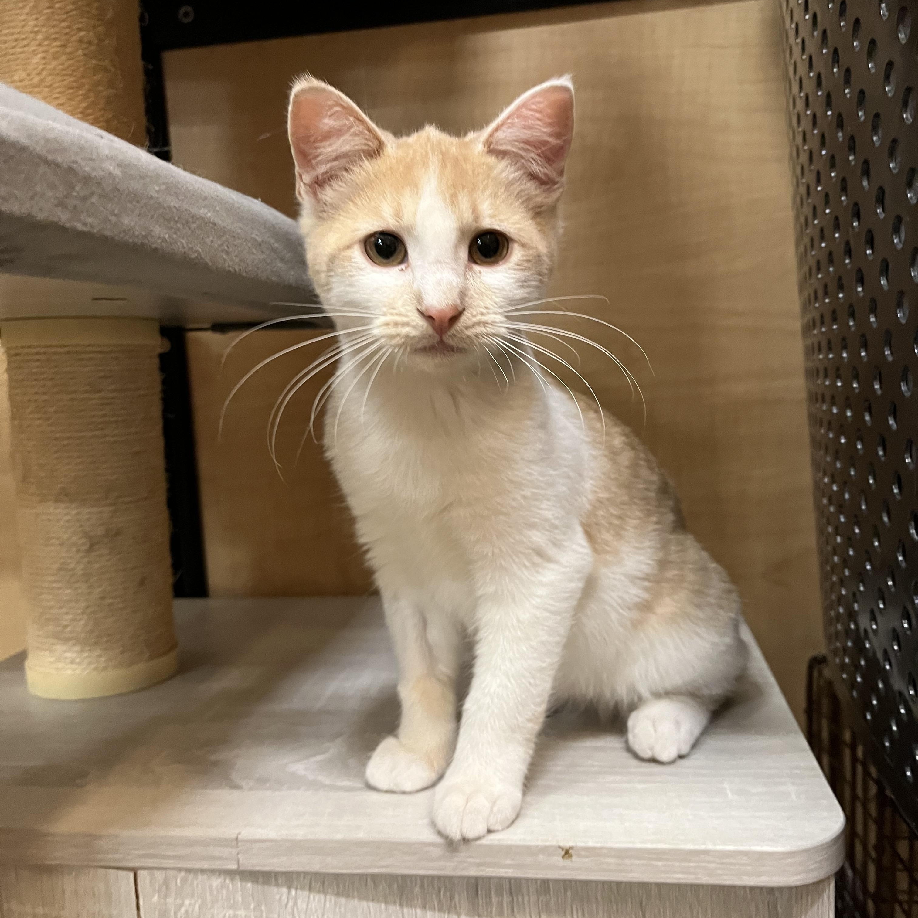Enlarge Coco, an adopted Domestic Short Hair in Tustin, CA image 4/4