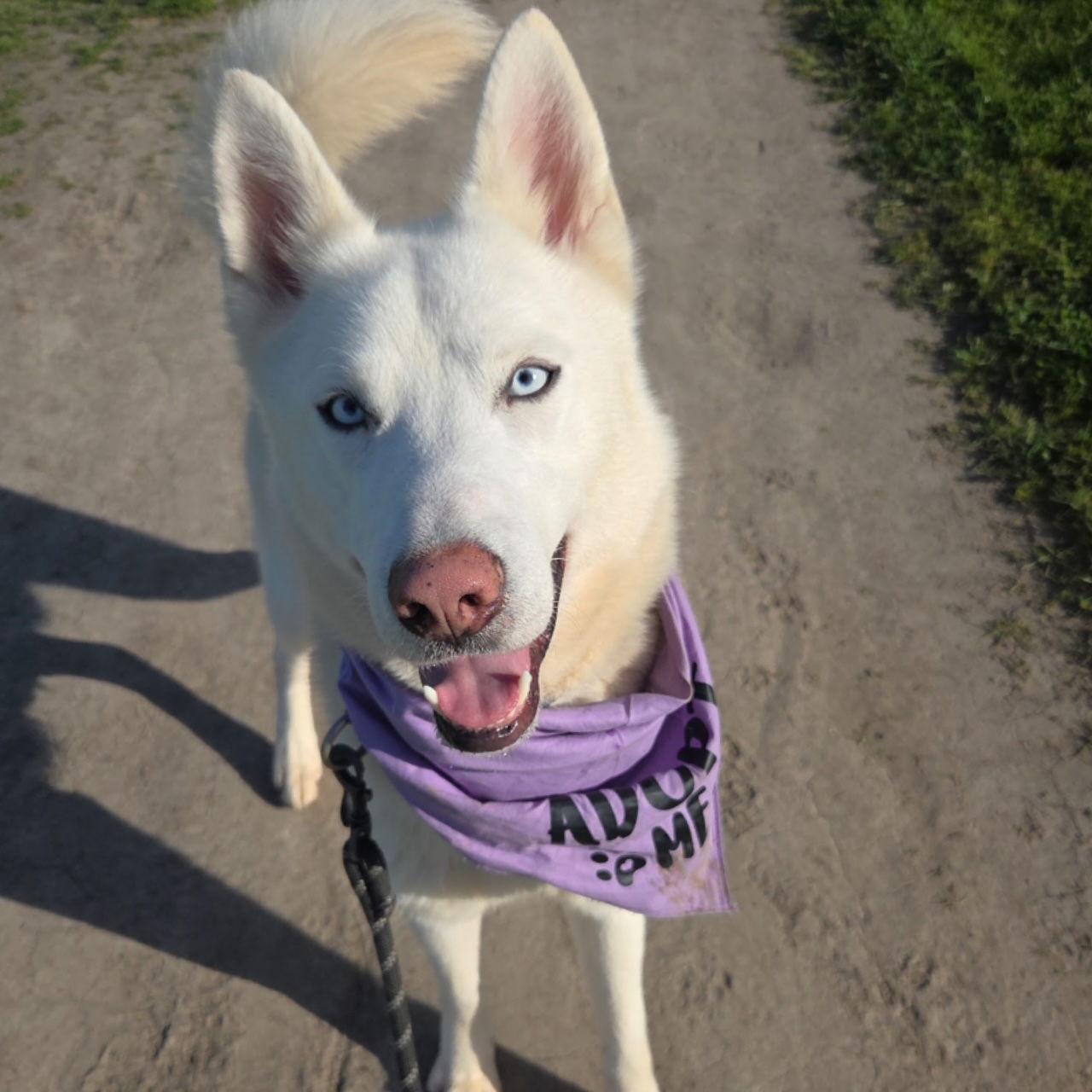 Polar, Adoptable, Adult Male Siberian Husky.