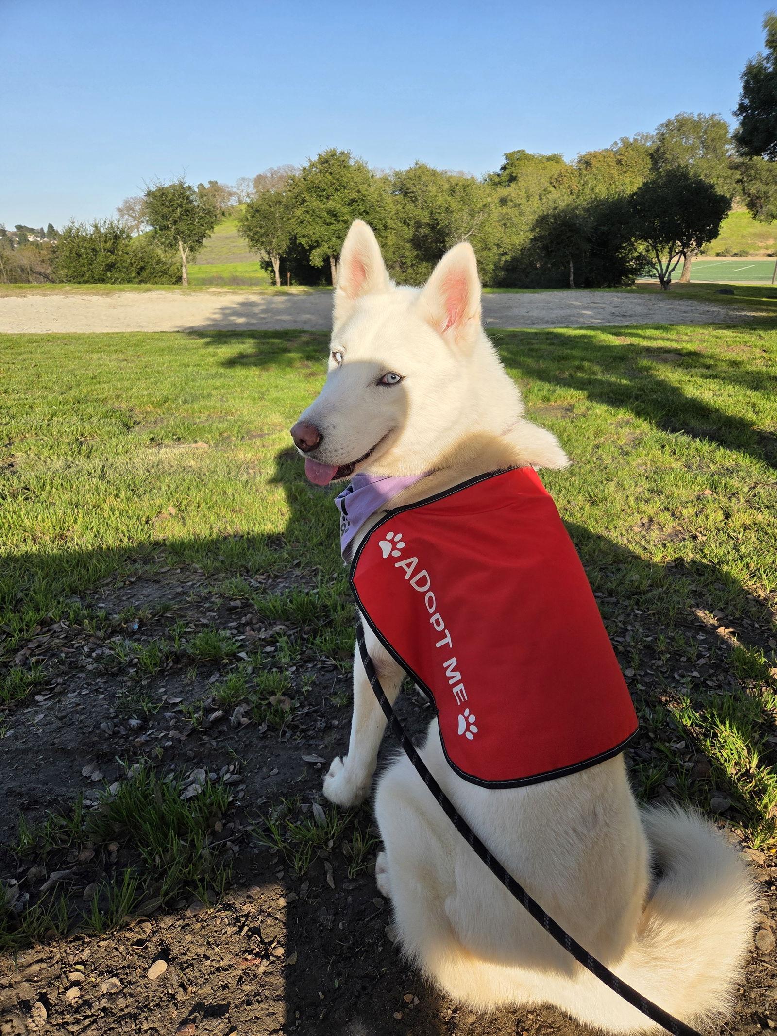 Polar, a Adoptable Siberian Husky in Walnut Creek, CA image 2/3