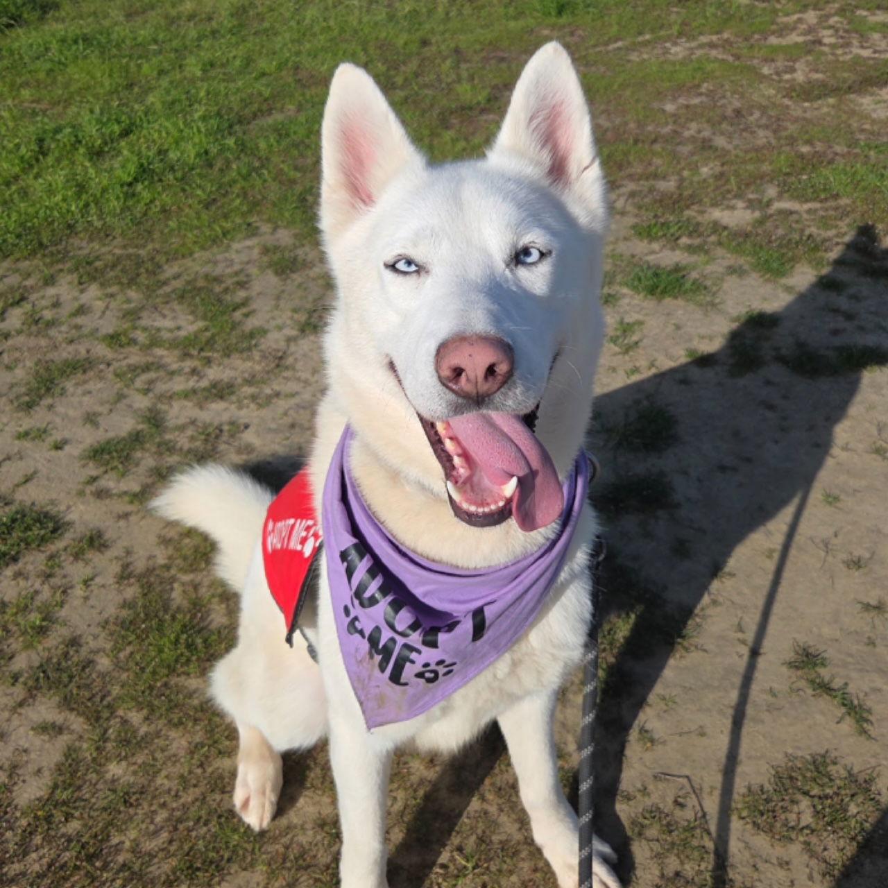 Polar, a Adoptable Siberian Husky in Walnut Creek, CA image 3/3
