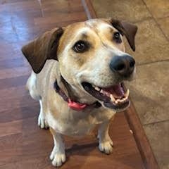 Peaches, Young Female Australian Cattle Dog / Blue Heeler