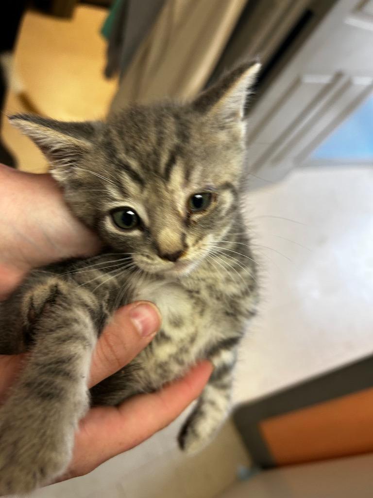 Dragon Fly, Adoptable, Kitten Male Domestic Short Hair.