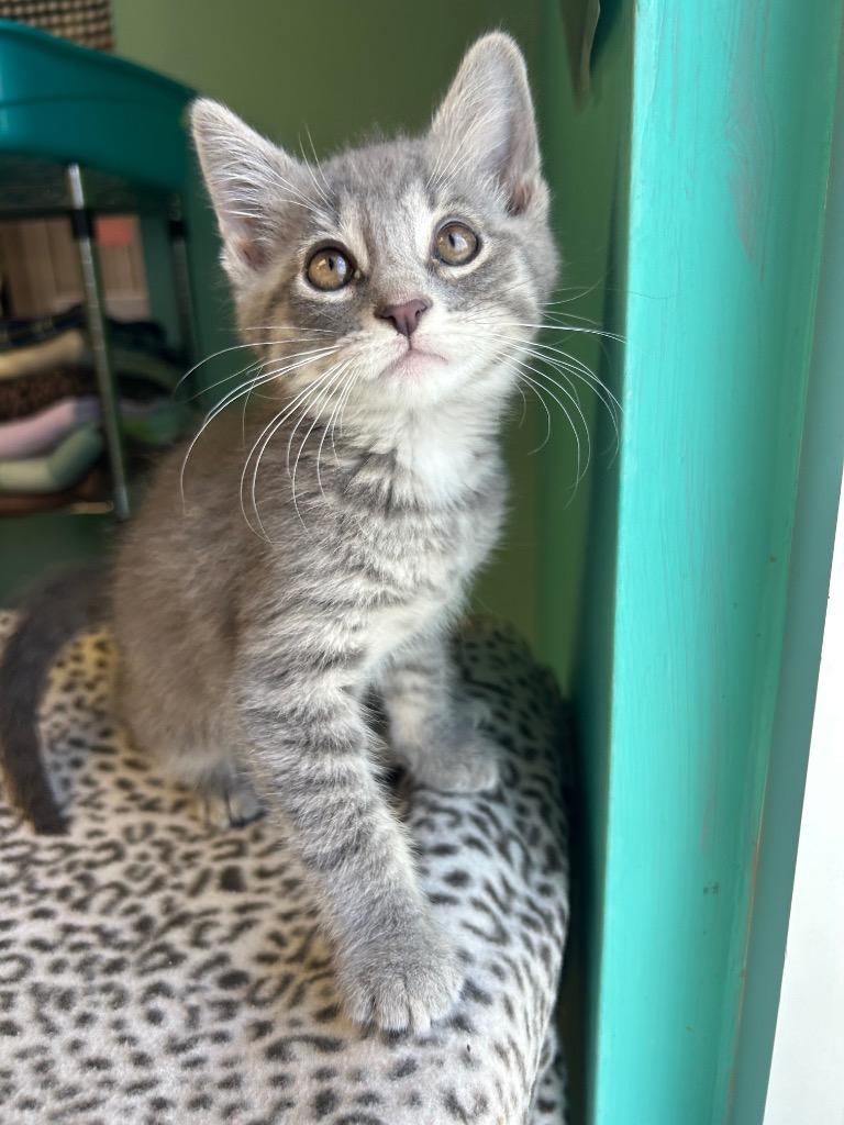 Dragon Fly, a Adoptable mixed breed in Morgantown, KY image 2/2