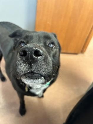 Enlarge Tilly, a ADOPTABLE mixed breed in Rapid City, SD image 2/3
