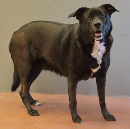 Enlarge Tilly, a ADOPTABLE mixed breed in Rapid City, SD image 3/3