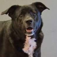 Tilly, ADOPTABLE, Adult Female Border Collie.