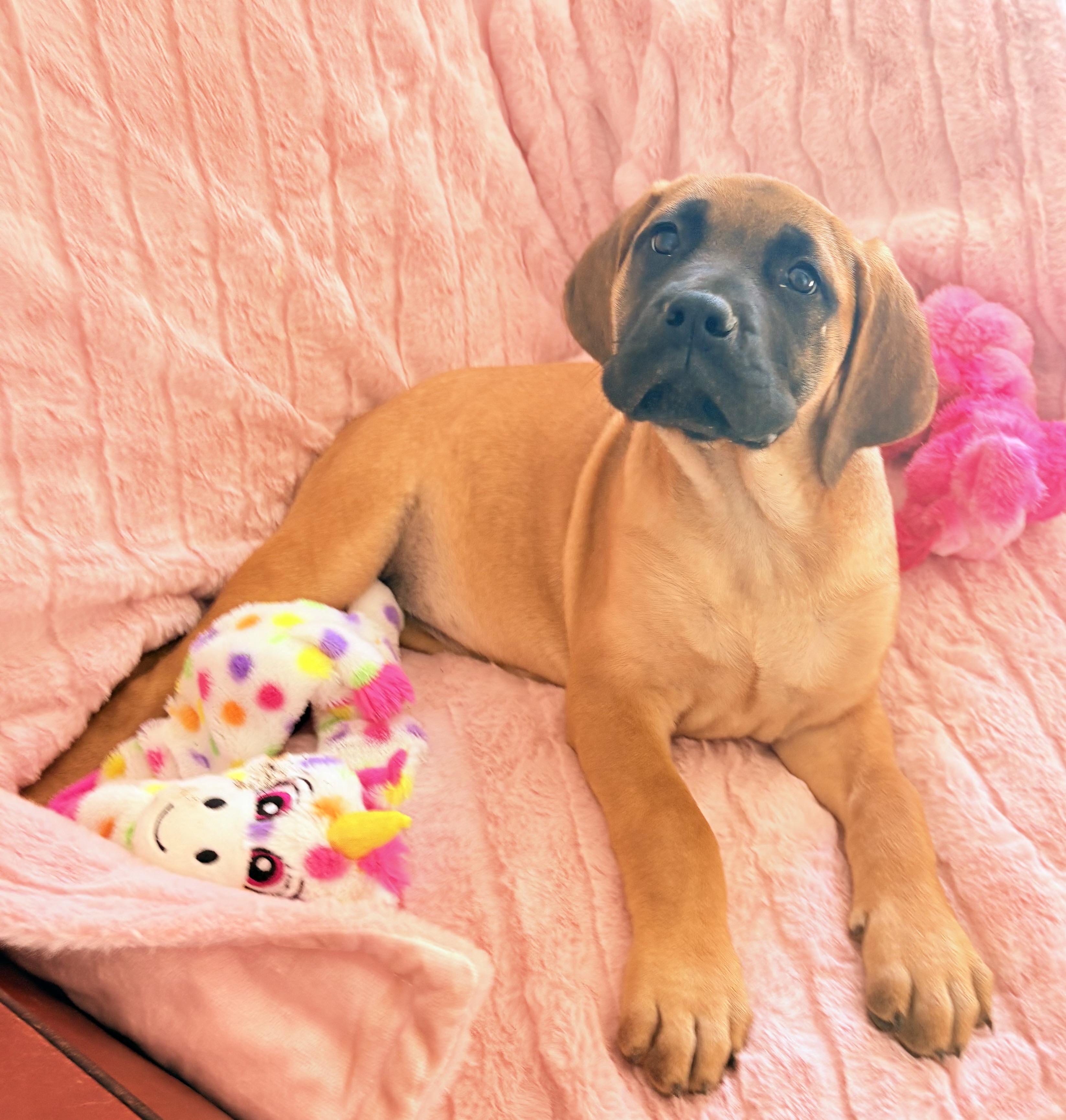 Ginger-Gin, adopted, Puppy Female Great Dane & Bullmastiff.