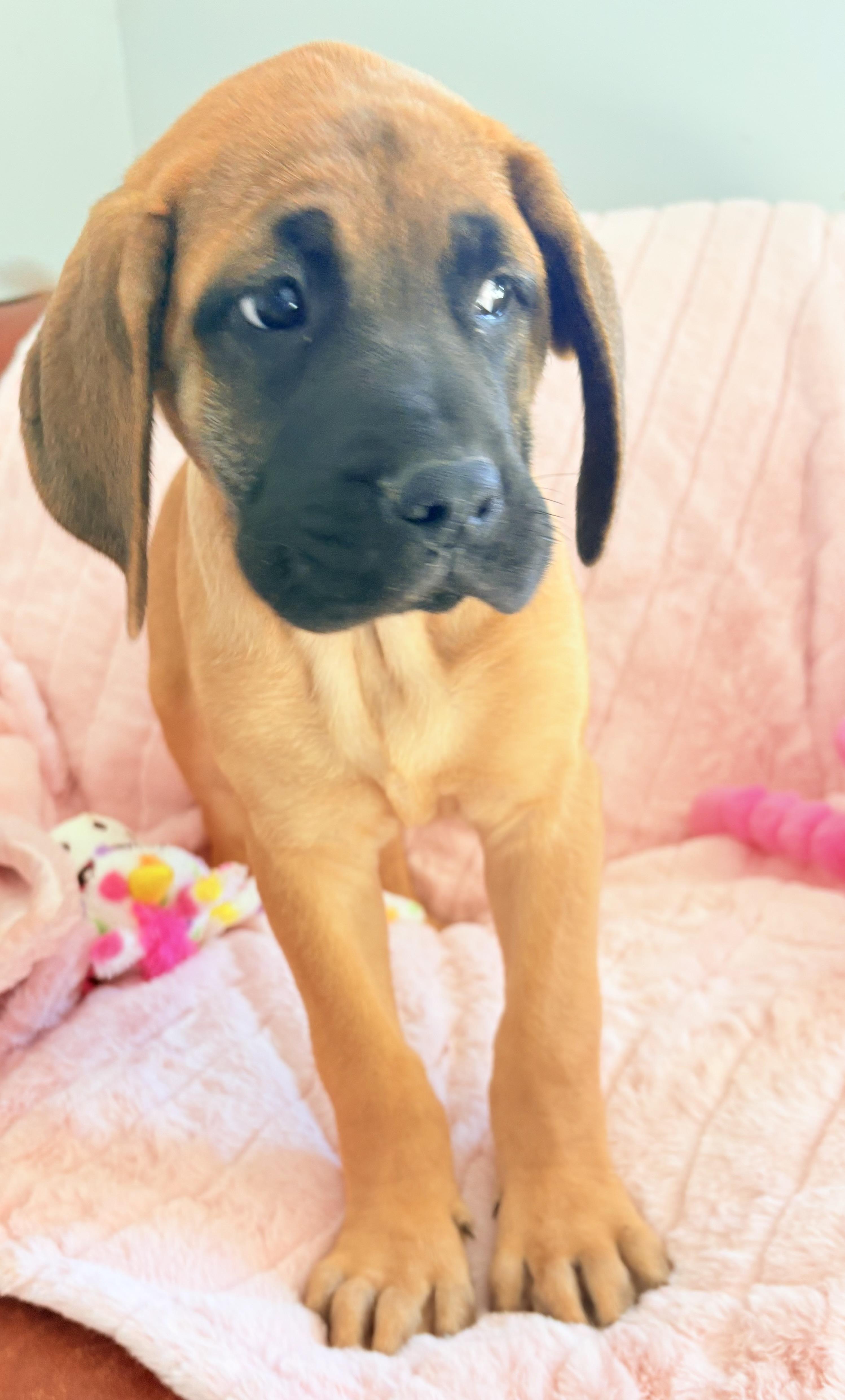 Enlarge Ginger-Gin, an adopted mixed breed in Williamston, SC image 2/2