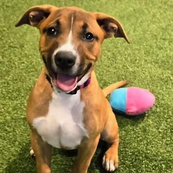 Light Fury, Adoptable, Young Female Mixed Breed.