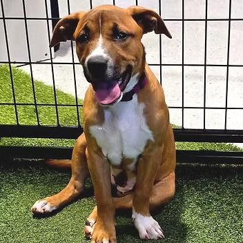 Enlarge Light Fury, a Adoptable Mixed Breed in Racine, WI image 3/3