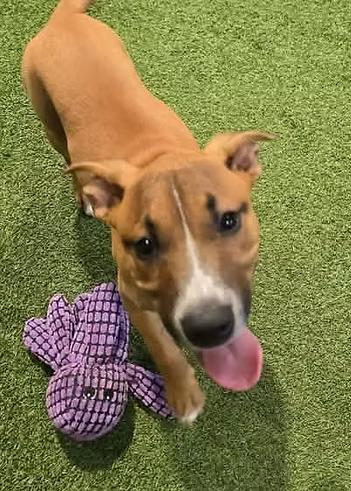 Enlarge Light Fury, a Adoptable Mixed Breed in Racine, WI image 2/3