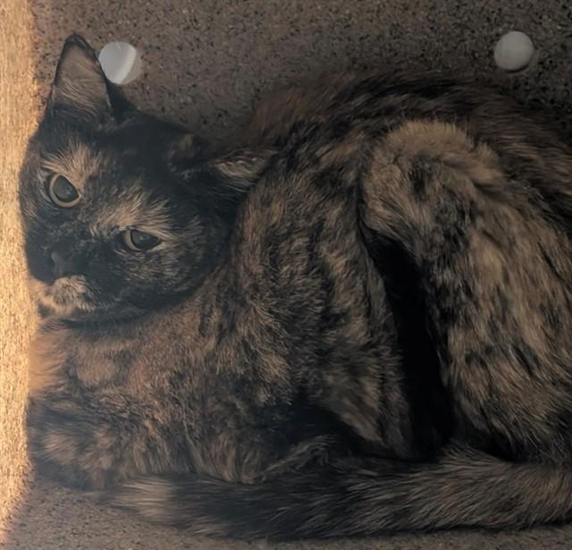 PEANUT BUTTER, Adoptable, Young Female Domestic Short Hair & Domestic Short Hair.