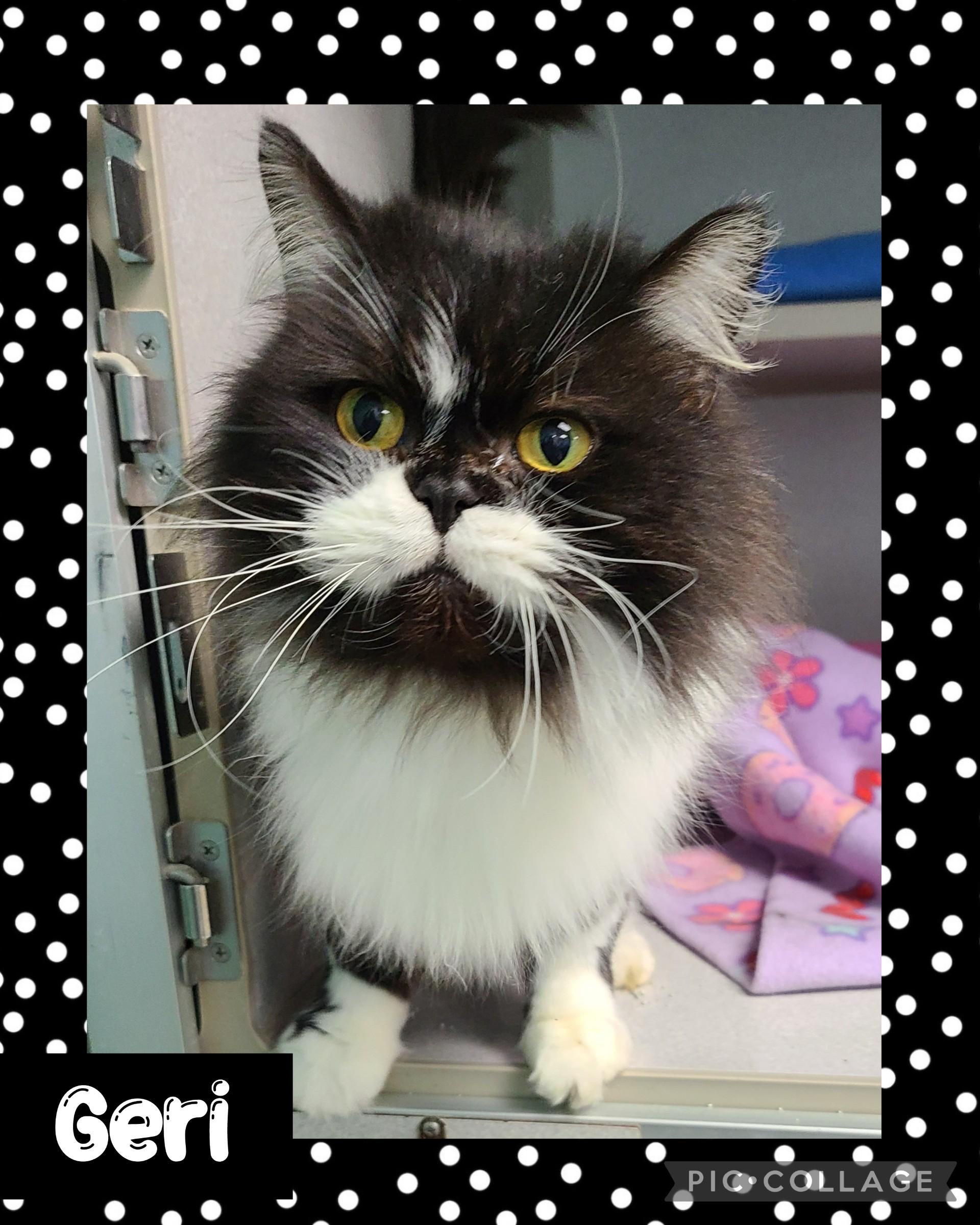 Enlarge Geri, an adopted mixed breed in Iron River, MI image 1/1