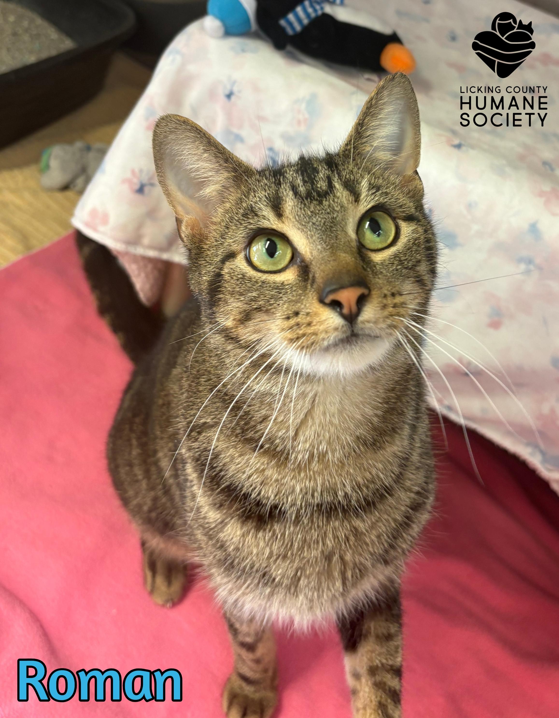 Roman, ADOPTABLE, Adult Male Domestic Short Hair.
