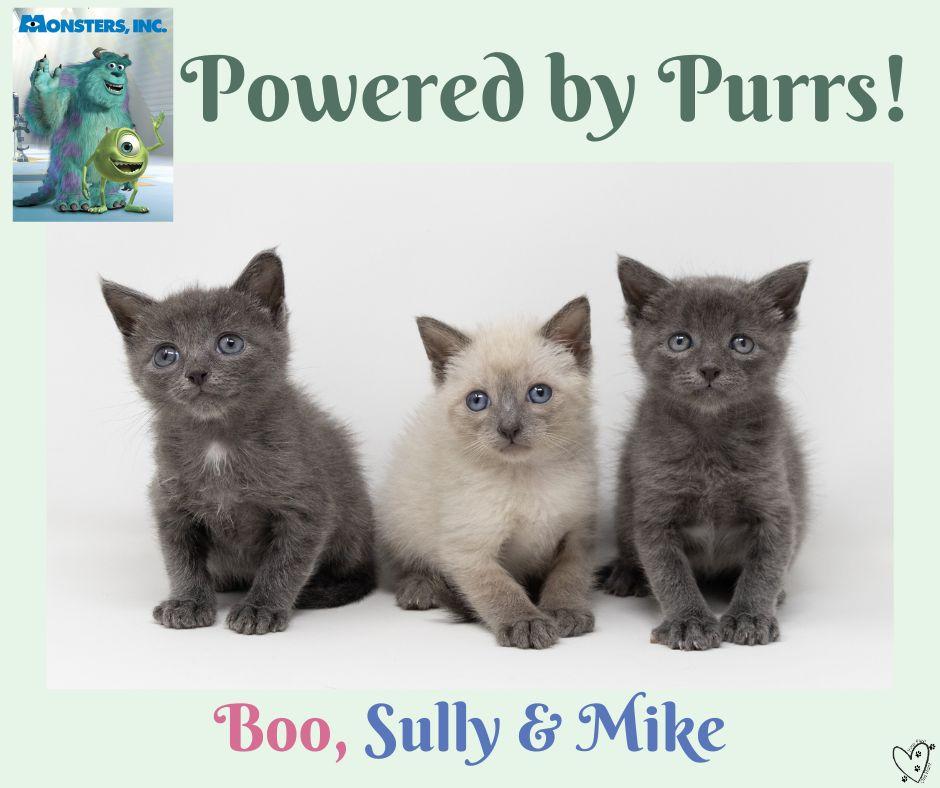 Enlarge Mike, an adopted Domestic Short Hair in Trophy Club, TX image 4/5