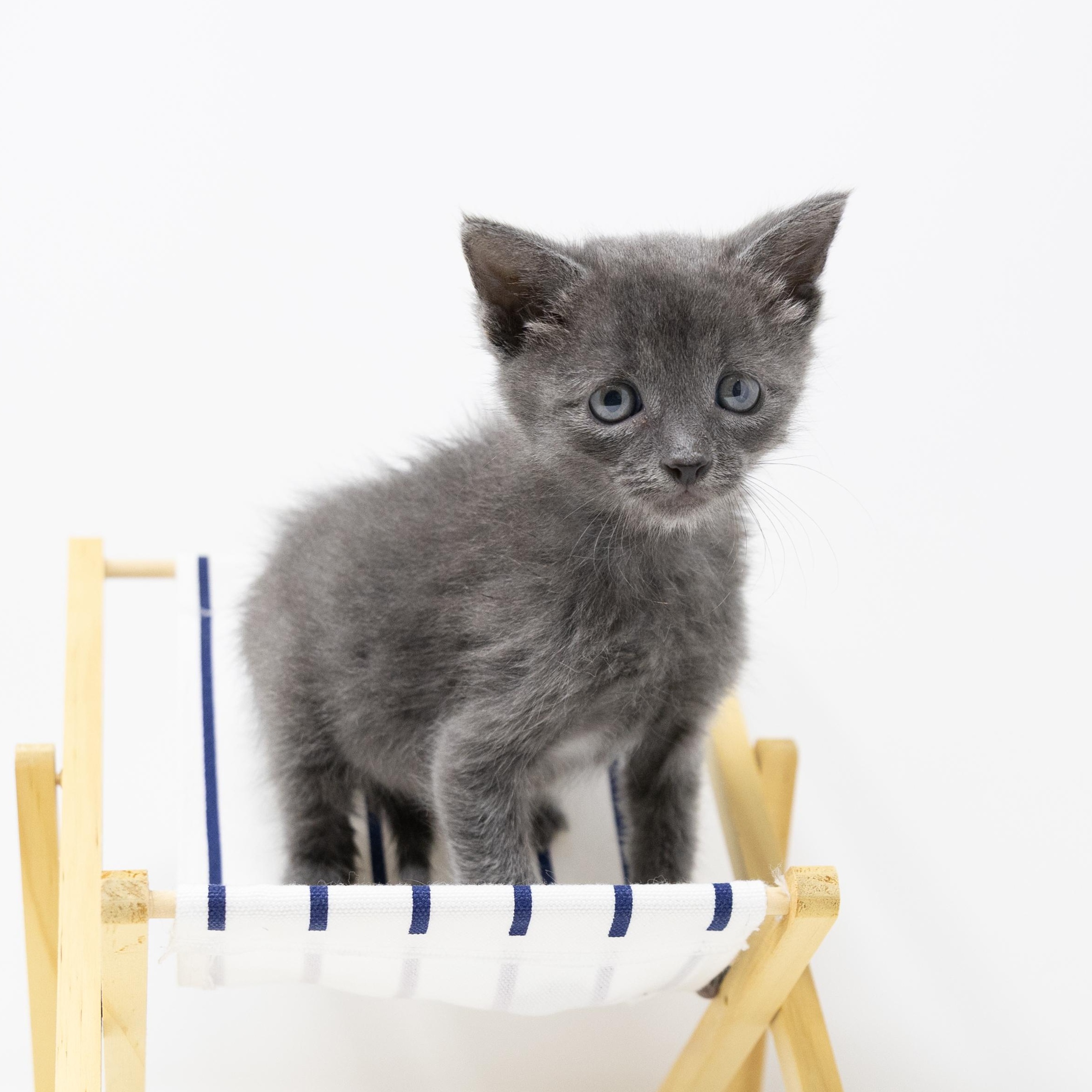 Mike, adopted, Kitten Male Domestic Short Hair.