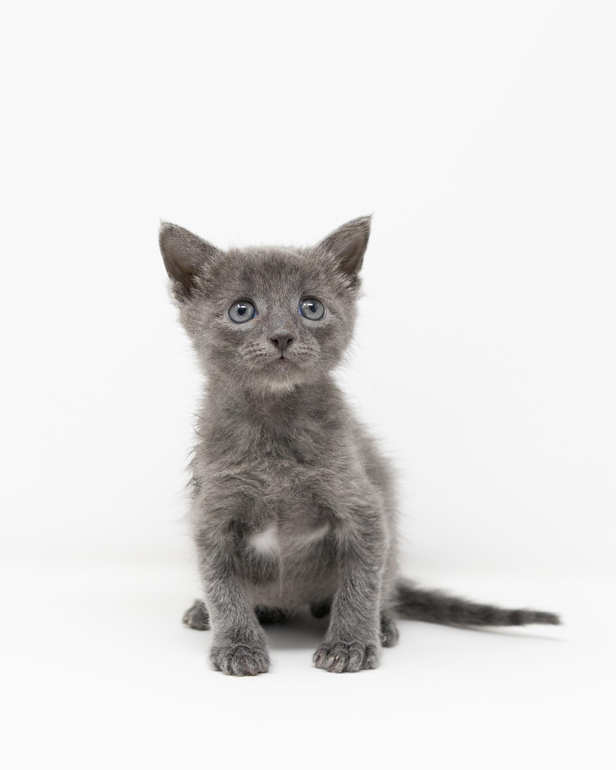 Enlarge Mike, an adopted Domestic Short Hair in Trophy Club, TX image 2/5
