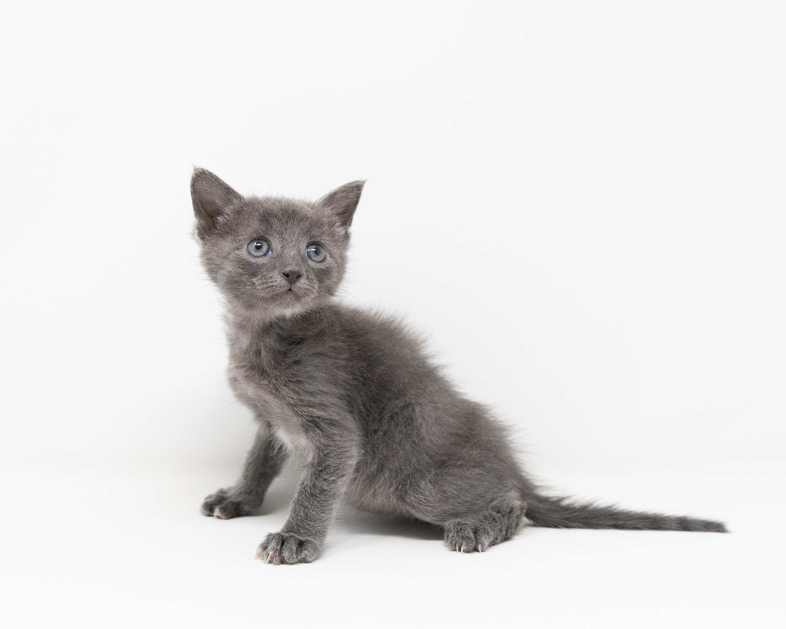 Enlarge Mike, an adopted Domestic Short Hair in Trophy Club, TX image 3/5