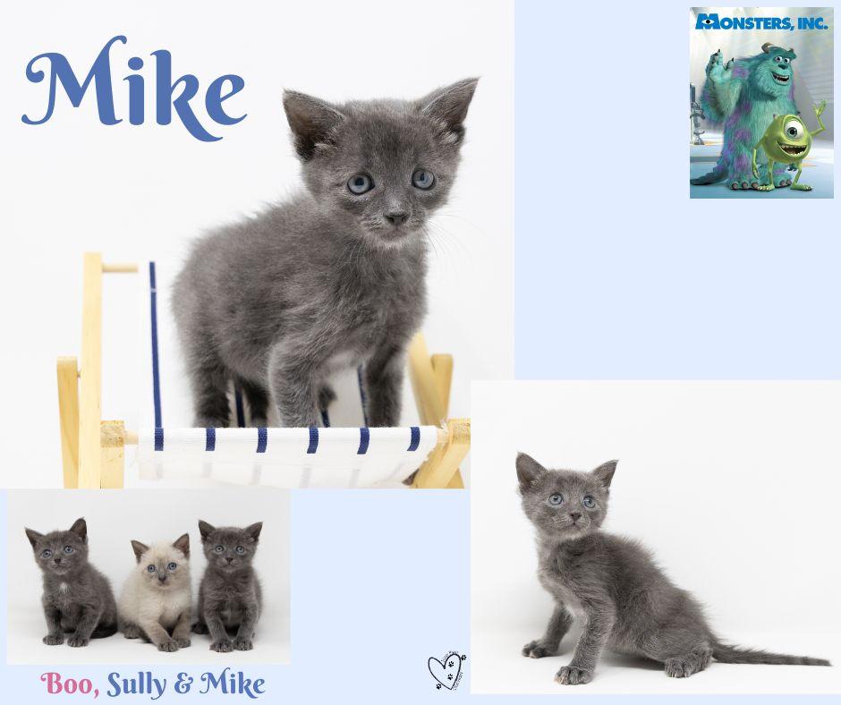 Enlarge Mike, an adopted Domestic Short Hair in Trophy Club, TX image 5/5
