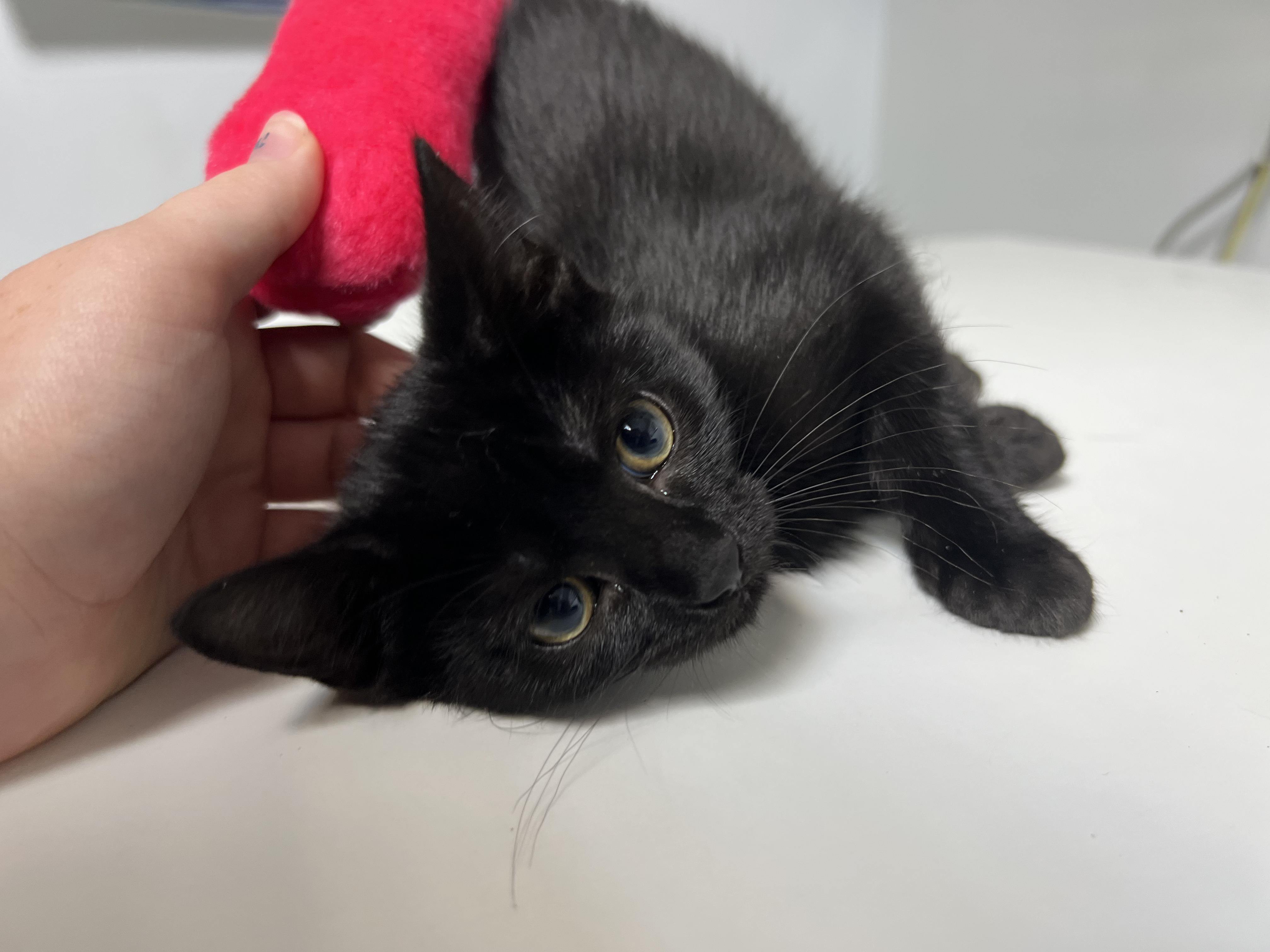Sprinkle, Young Female unknown
