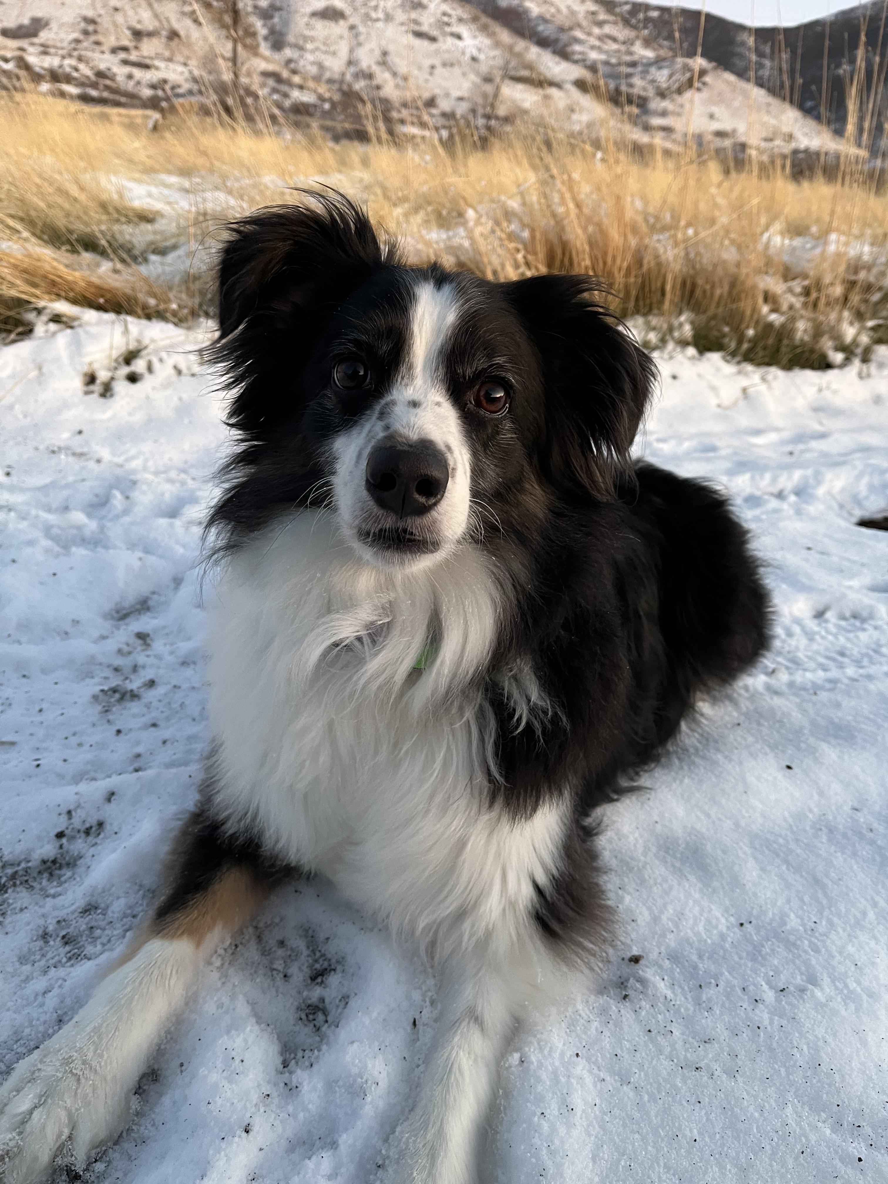 Enlarge Murphy, a ADOPTABLE Australian Shepherd in Santaquin, UT image 1/5