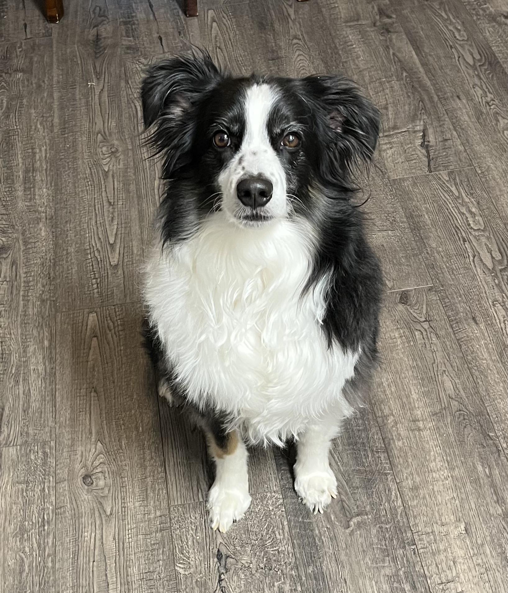 Enlarge Murphy, a ADOPTABLE Australian Shepherd in Santaquin, UT image 3/5