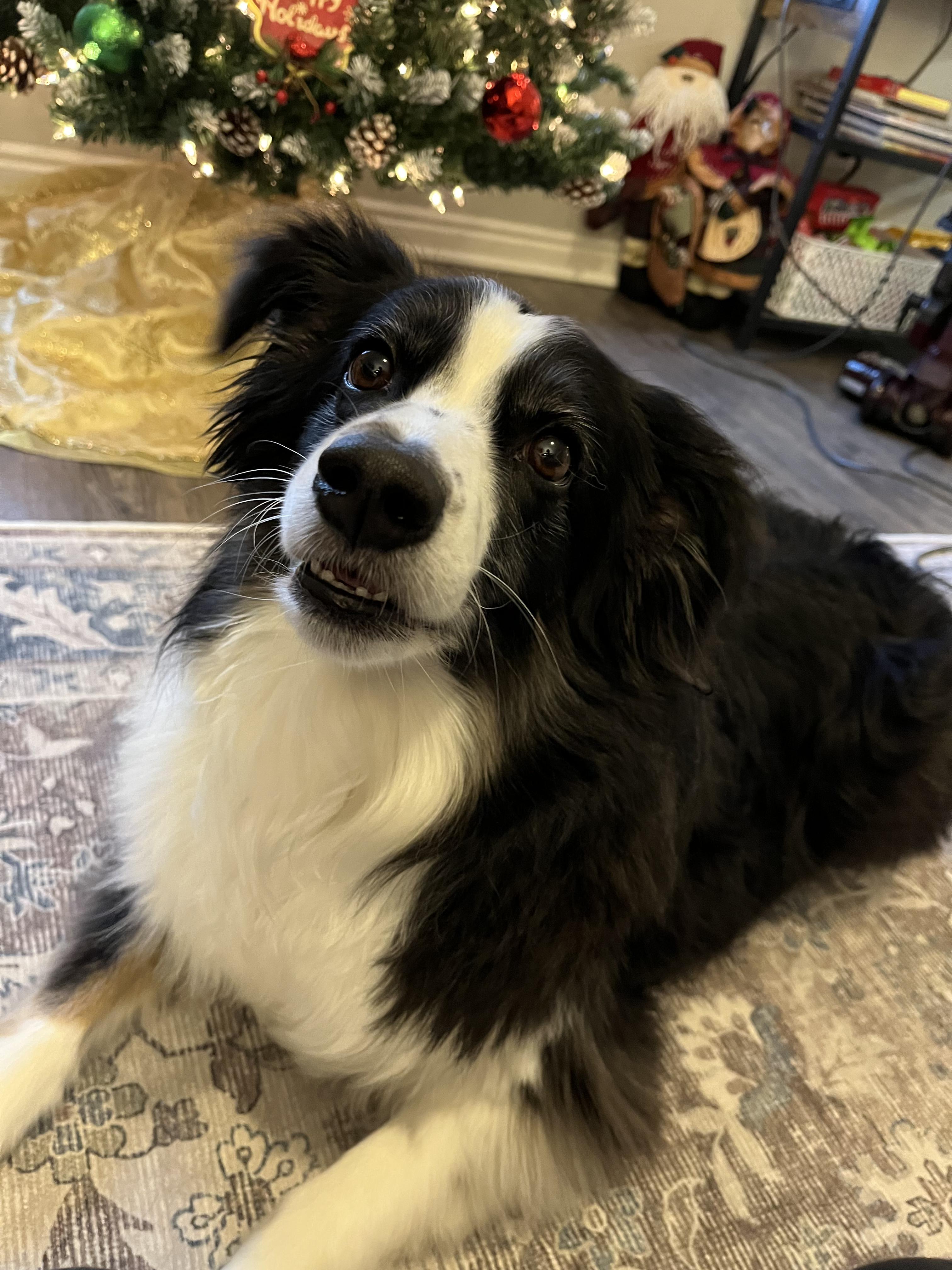 Enlarge Murphy, a ADOPTABLE Australian Shepherd in Santaquin, UT image 4/5